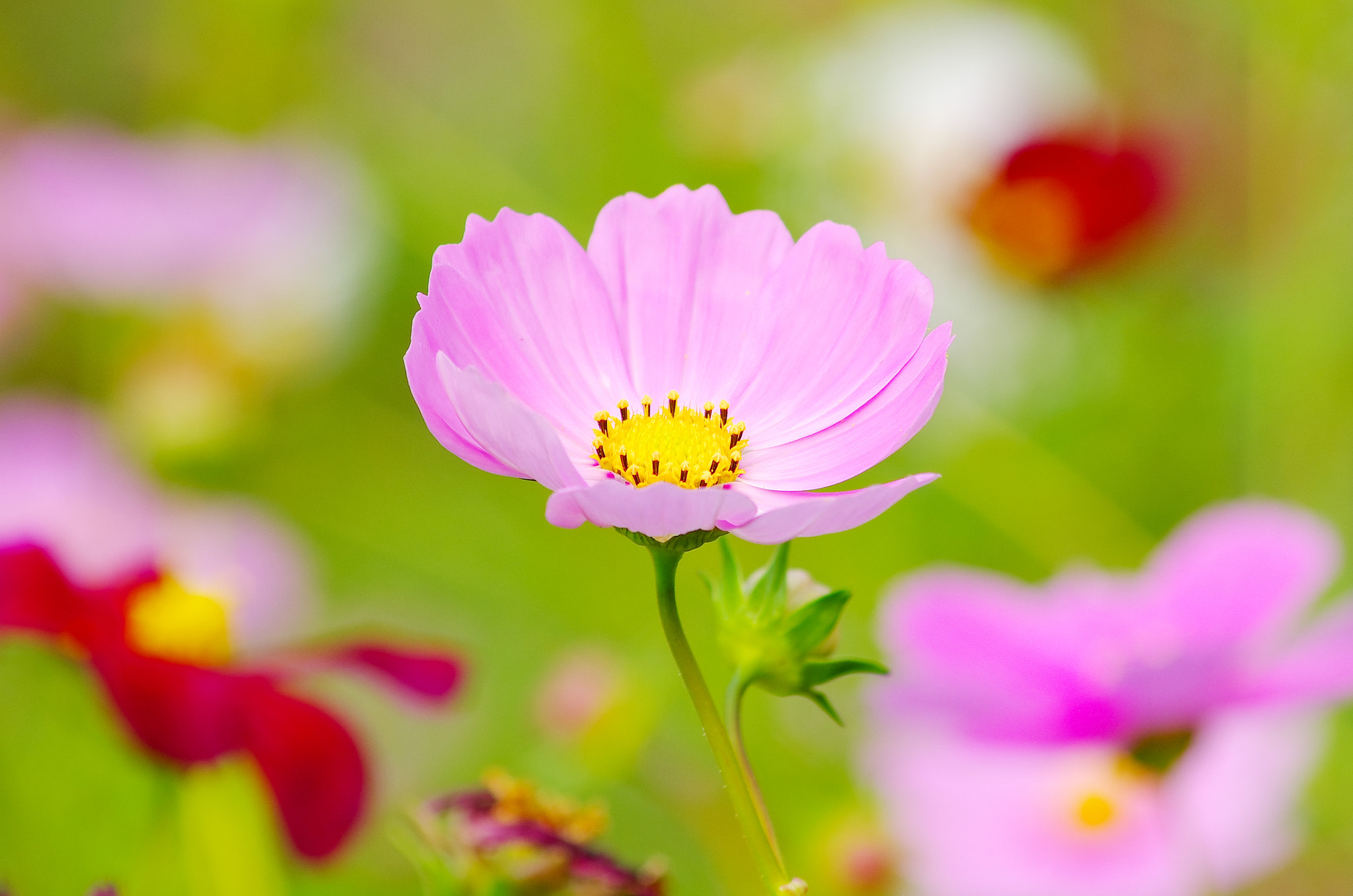 smc PENTAX-DA L 55-300mm F4-5.8 ED sample photo. Holy galsang flower photography