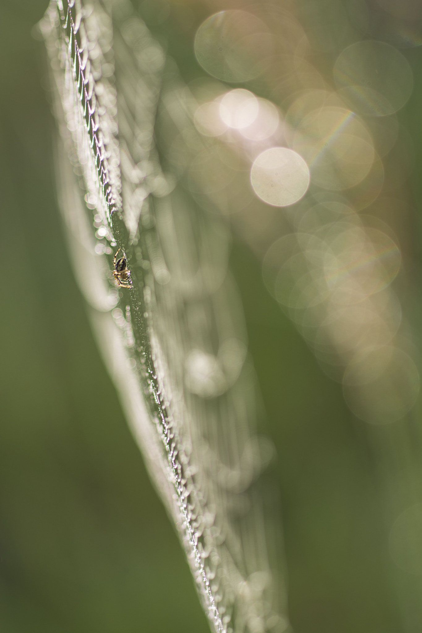 Nikon D7100 + Sigma 70mm F2.8 EX DG Macro sample photo. Le bokeh de la tisseuse photography