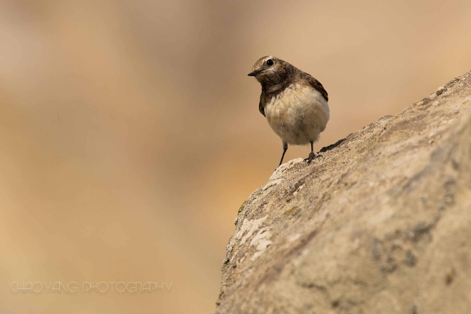 Canon EF 100-400mm F4.5-5.6L IS II USM sample photo