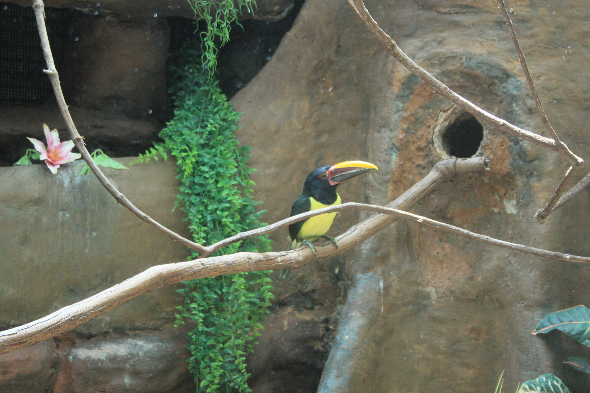 Canon EF-S 18-55mm F3.5-5.6 sample photo. Toco toucan photography