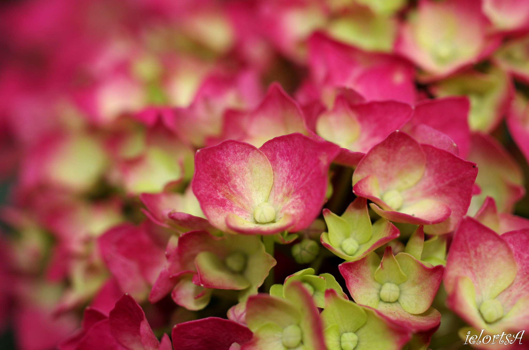 Pentax K-5 sample photo. Flowers photography