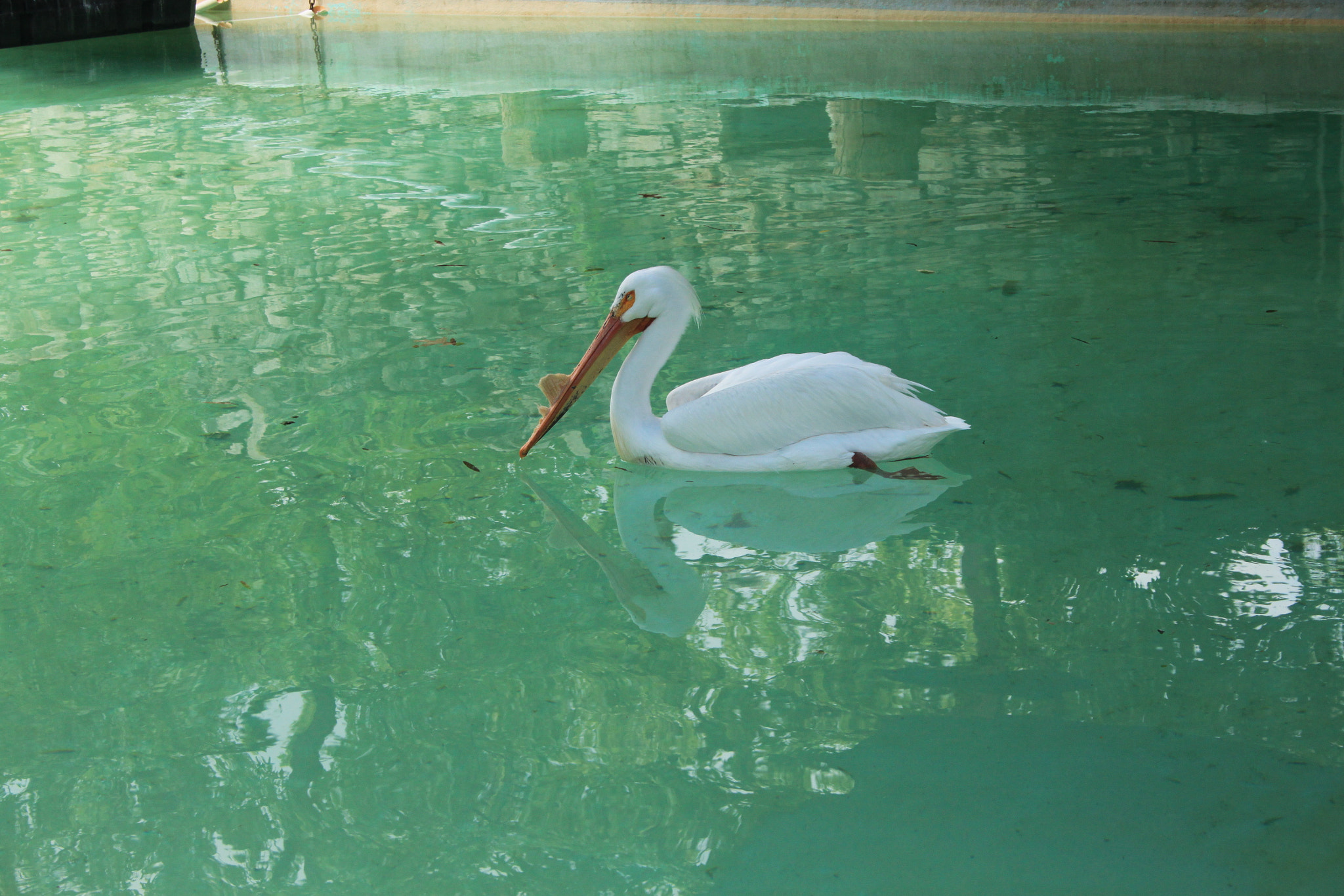 Canon EF-S 18-55mm F3.5-5.6 sample photo. Pelican photography