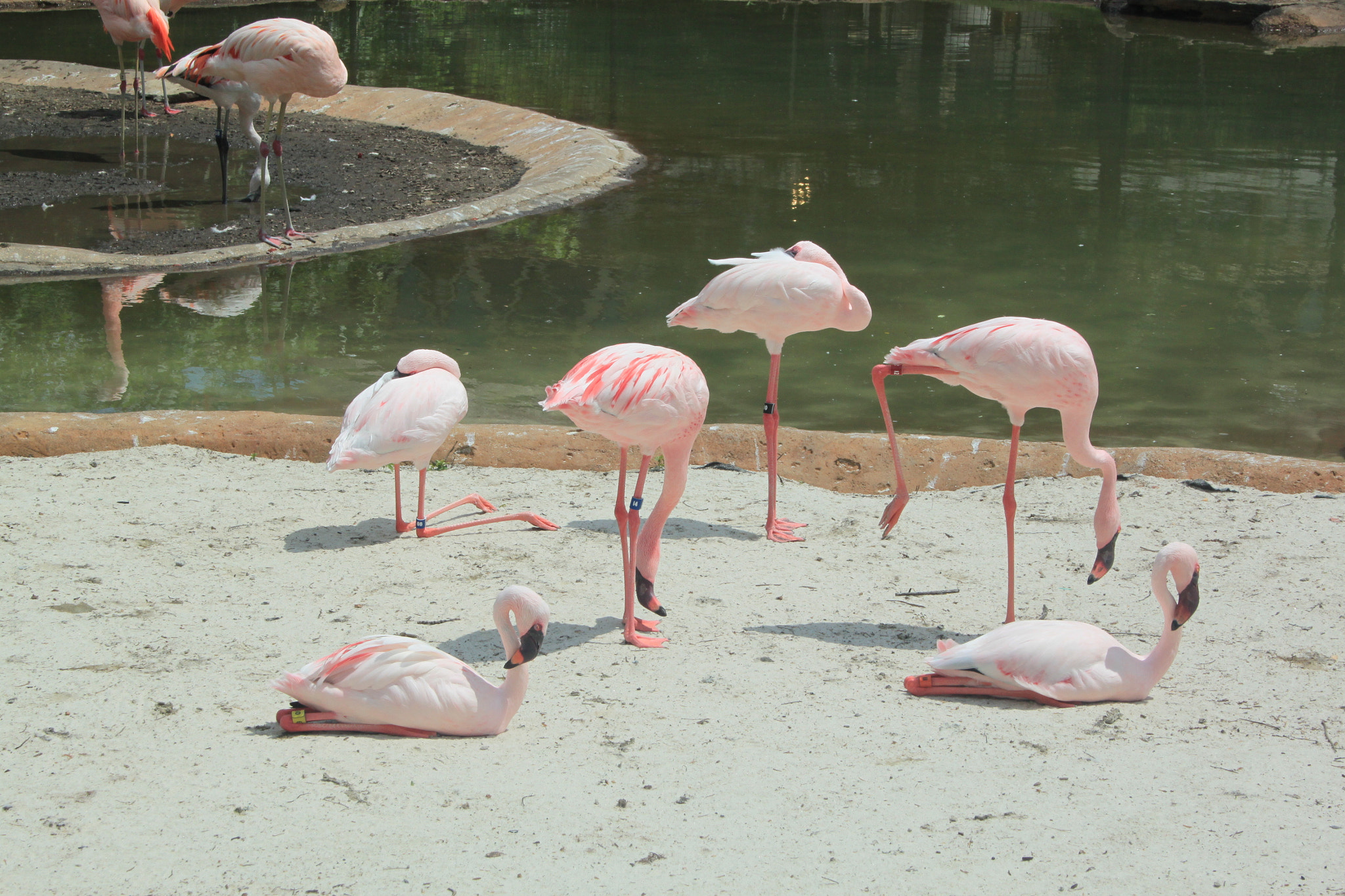 Canon EF-S 18-55mm F3.5-5.6 sample photo. Pink flamingos photography