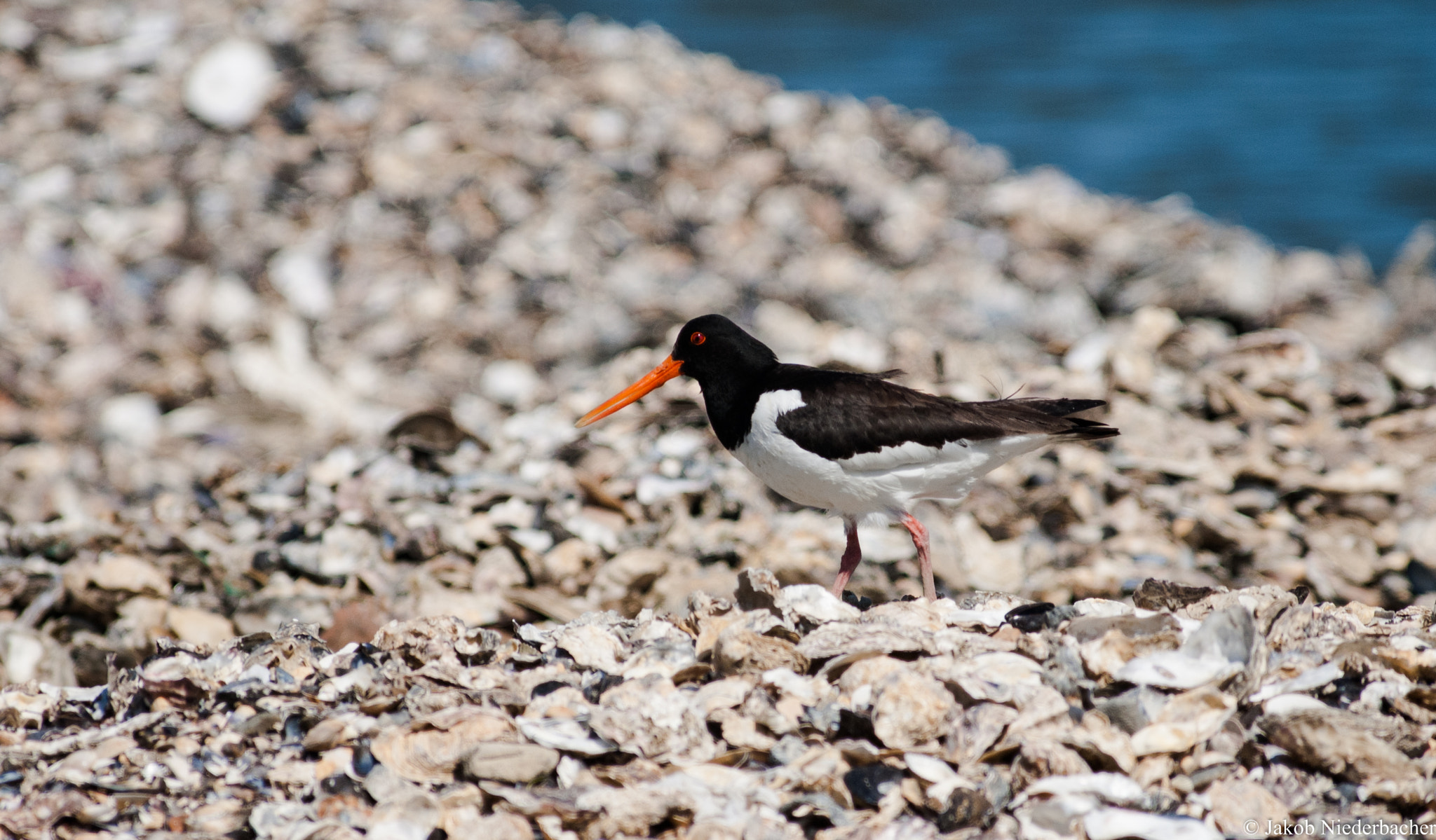 Sony Alpha DSLR-A300 sample photo. Austernfischer (haematopus ostralegus) photography