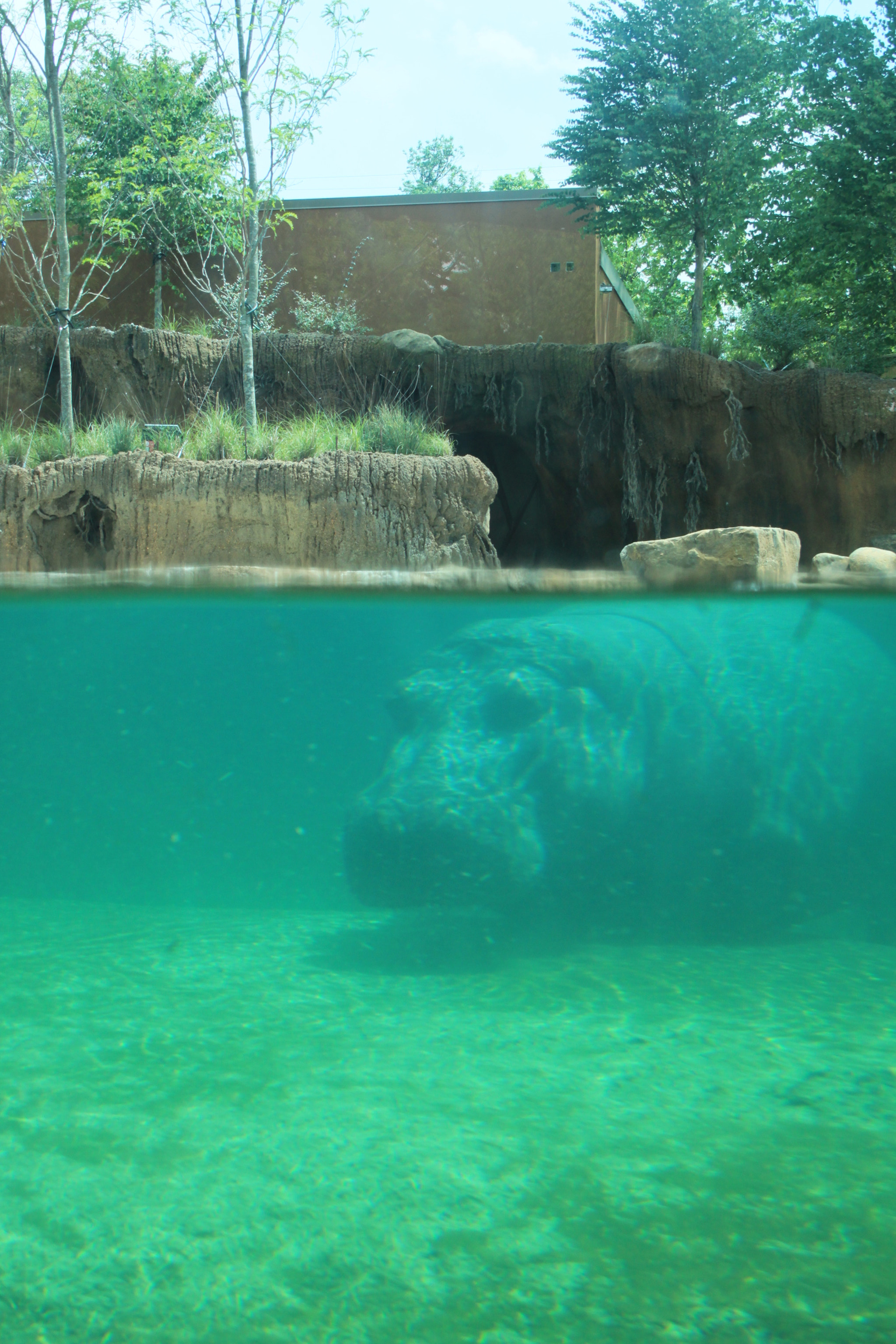 Canon EF-S 18-55mm F3.5-5.6 sample photo. Hippopotamus photography