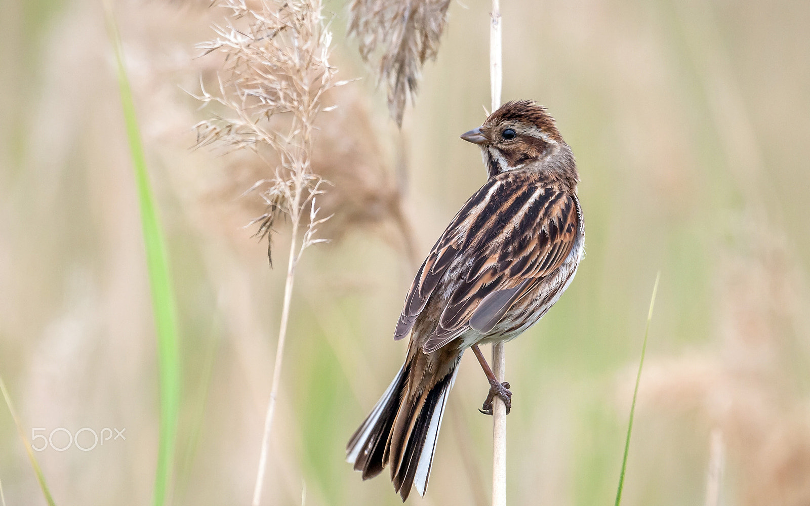 Canon EOS 40D + Canon EF 100-400mm F4.5-5.6L IS USM sample photo. Reed bunting photography