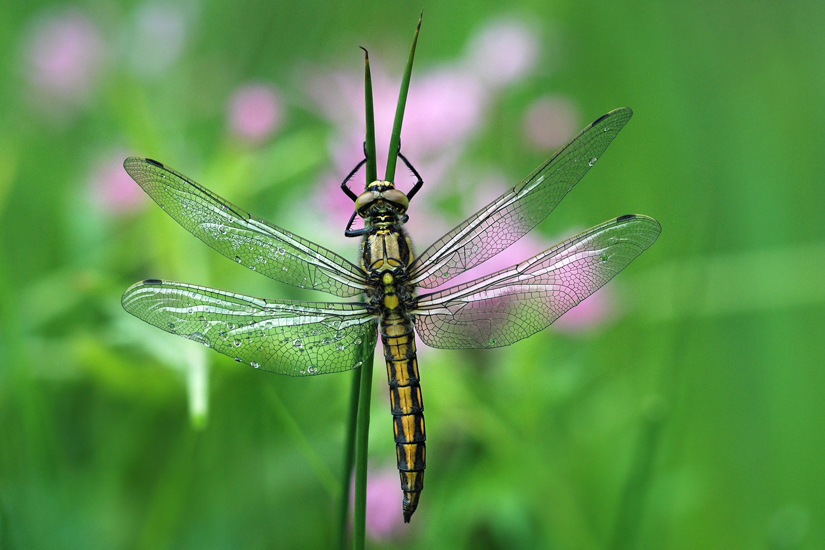 Sigma 150mm F2.8 EX DG Macro HSM sample photo. Black tailed skimmer dragonfly. photography