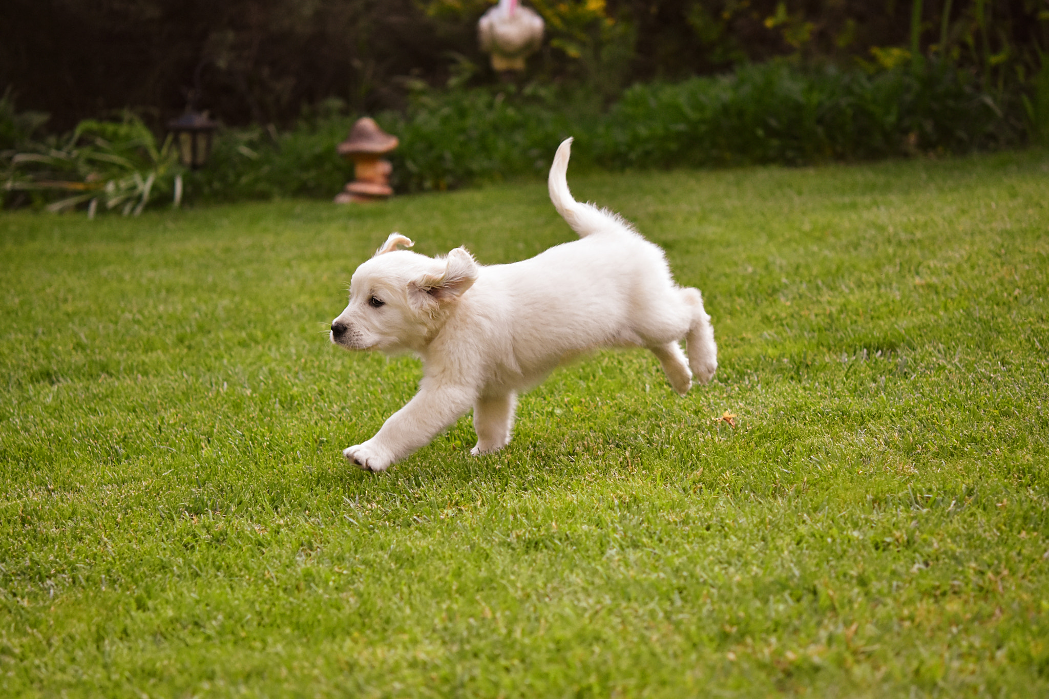 Nikon AF-S Micro-Nikkor 60mm F2.8G ED sample photo. Playful puppy photography