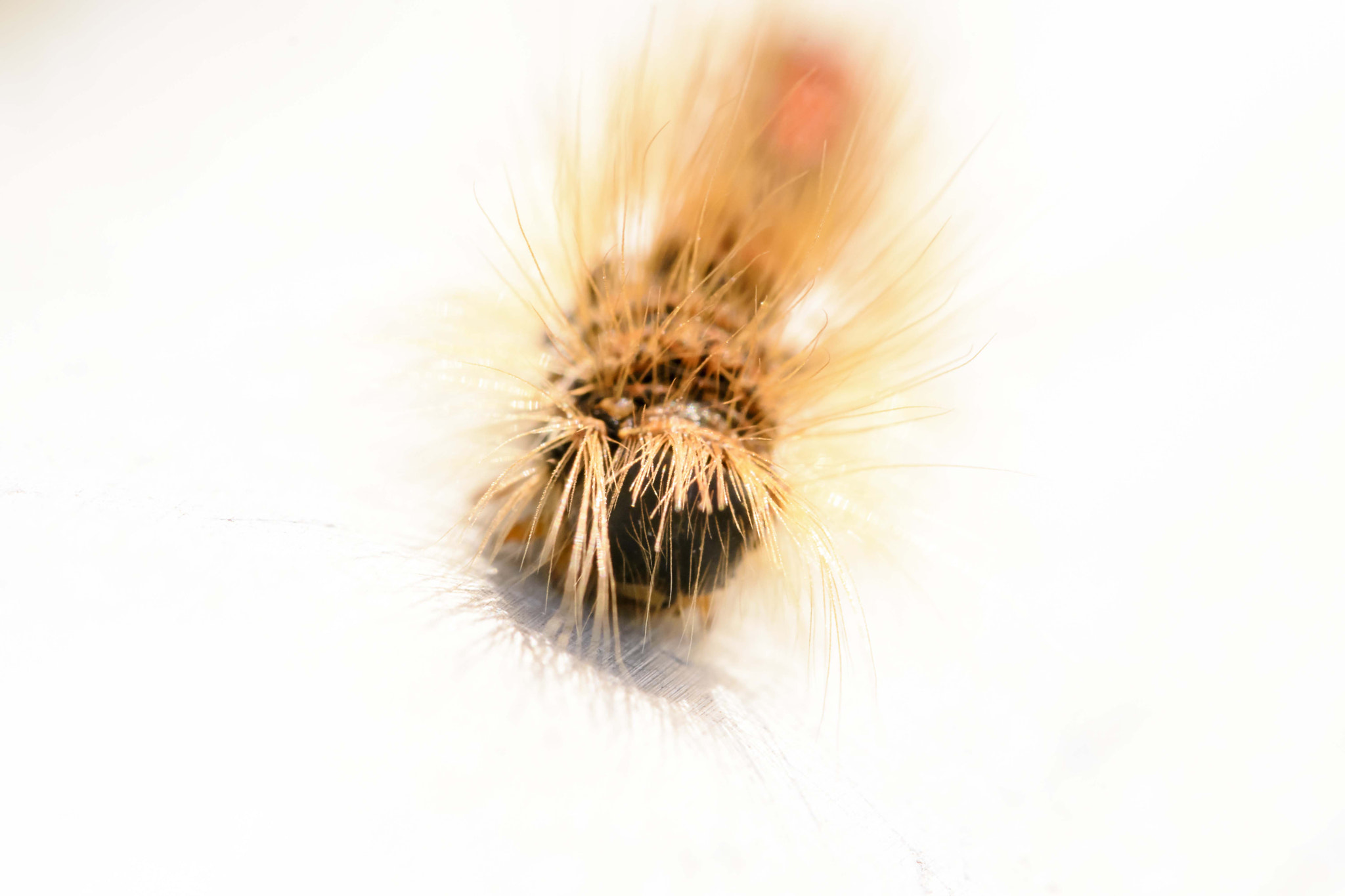 Sigma 150mm F2.8 EX DG Macro HSM sample photo. Brown tail moth caterpillar. photography