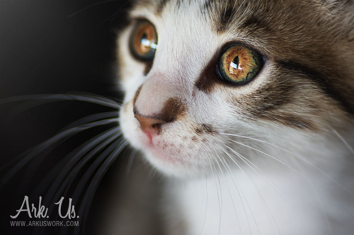 Pentax smc D-FA 100mm F2.8 Macro WR sample photo. Guzy photography