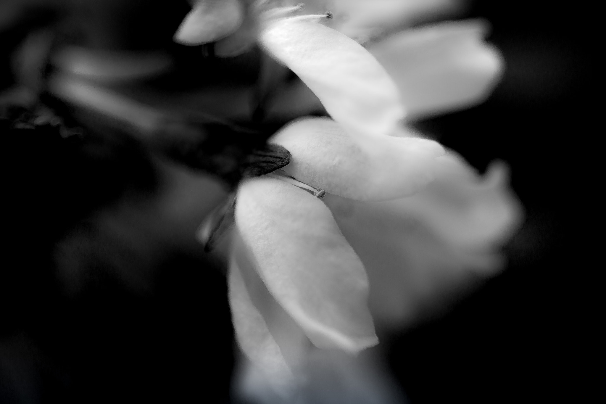 Canon EF 100mm F2.8 Macro USM sample photo. Spring flower photography