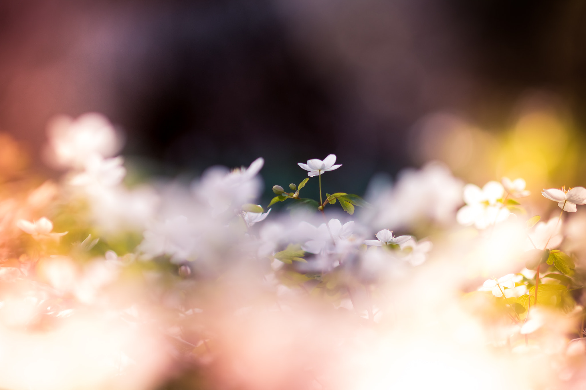 Canon EF 100mm F2.8 Macro USM sample photo. Spring bloom photography