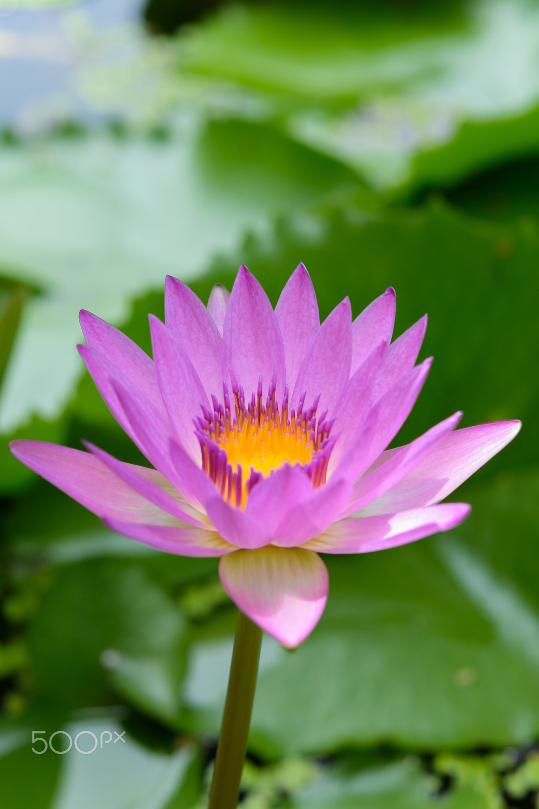 Nikon AF-S Micro-Nikkor 60mm F2.8G ED sample photo. Pink lotus blooming photography