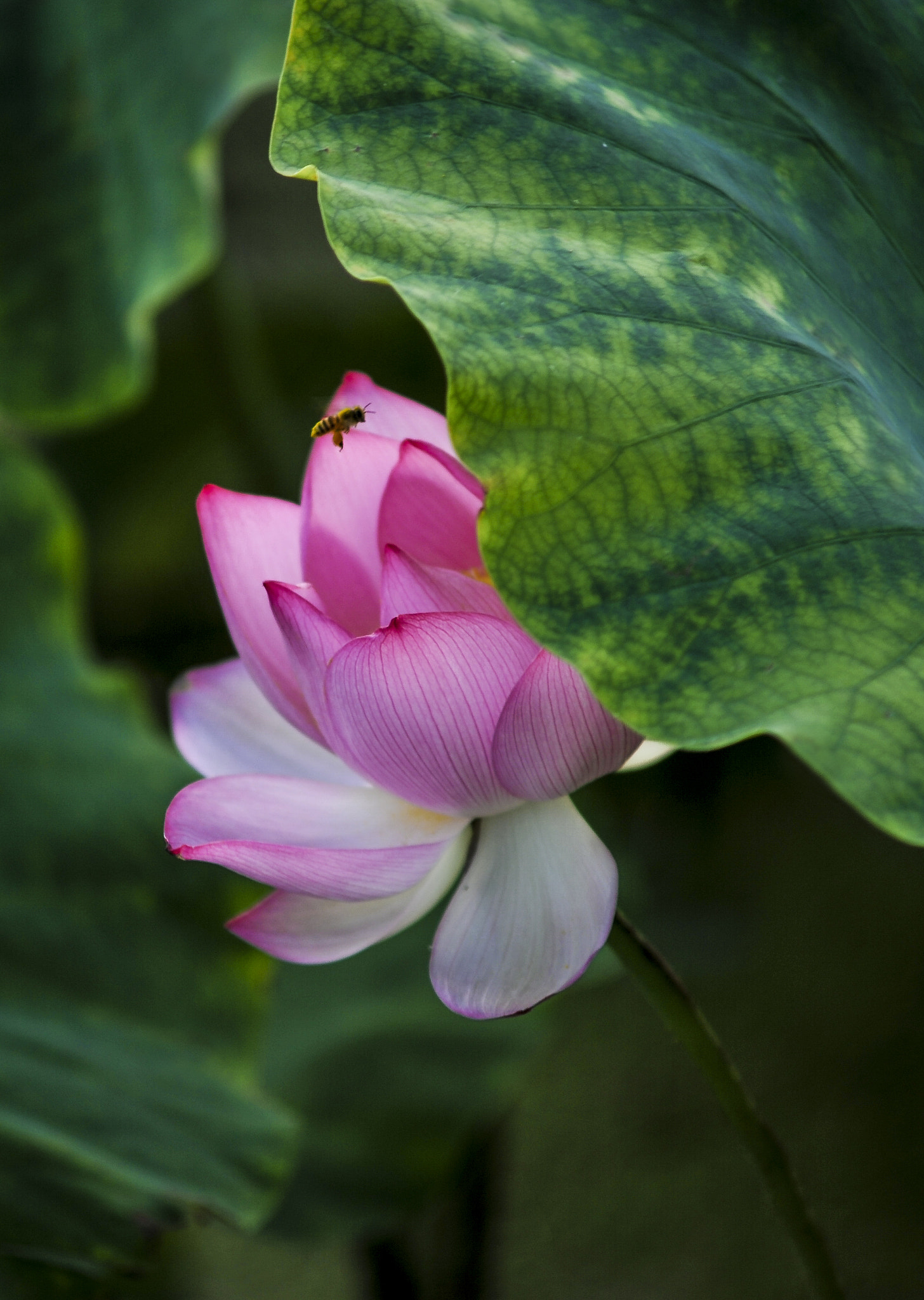 Nikon D700 + AF Zoom-Nikkor 70-210mm f/4 sample photo