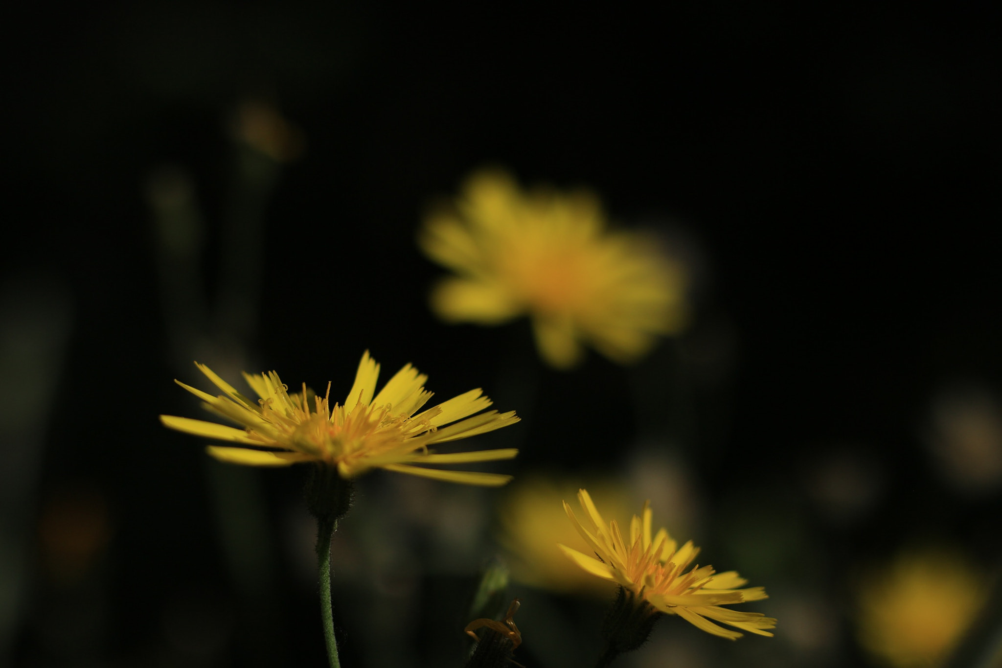 Canon EOS M + Canon EF 50mm F1.8 STM sample photo. Spotted hawkweed photography