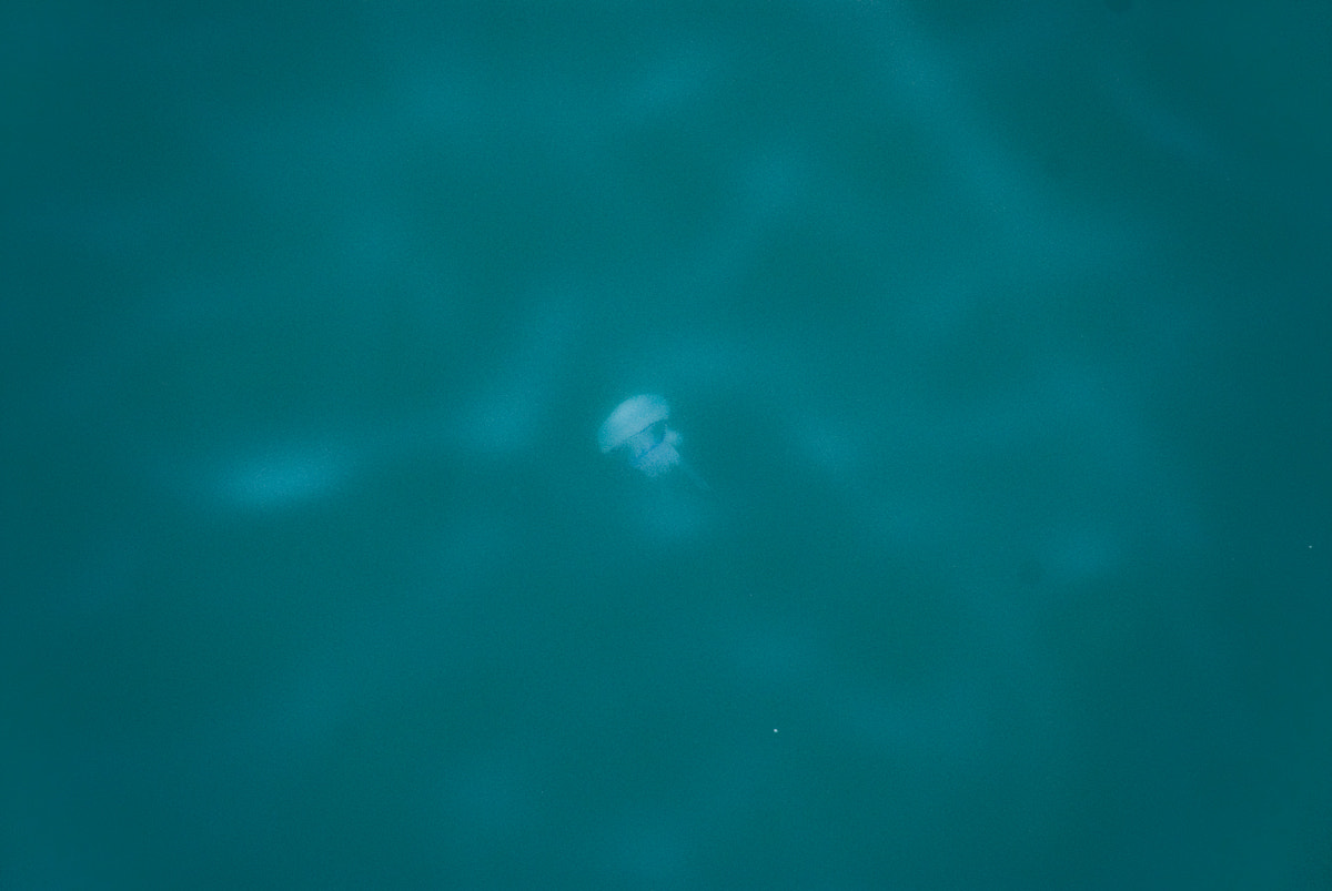 Nikon D200 + Sigma 18-200mm F3.5-6.3 DC sample photo. Medusa photography