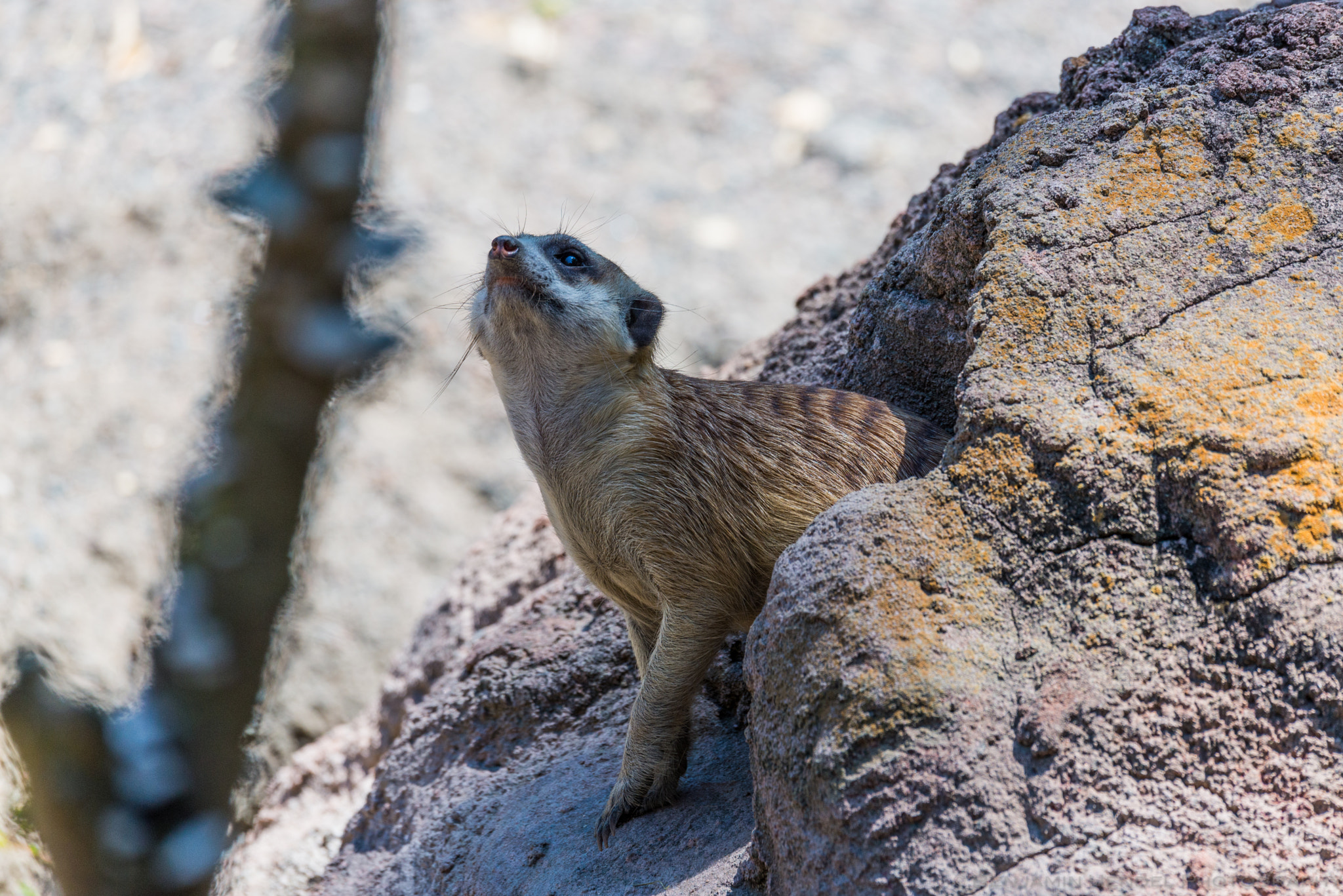 Sigma 150-600mm F5-6.3 DG OS HSM | S sample photo. Looking skyward photography