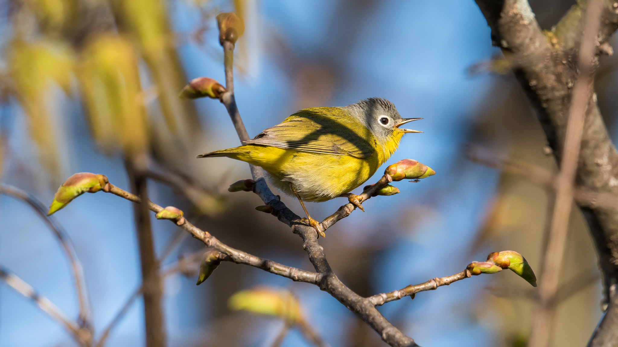 Nikon AF-S Nikkor 500mm F4E FL ED VR sample photo. Nashville warbler photography