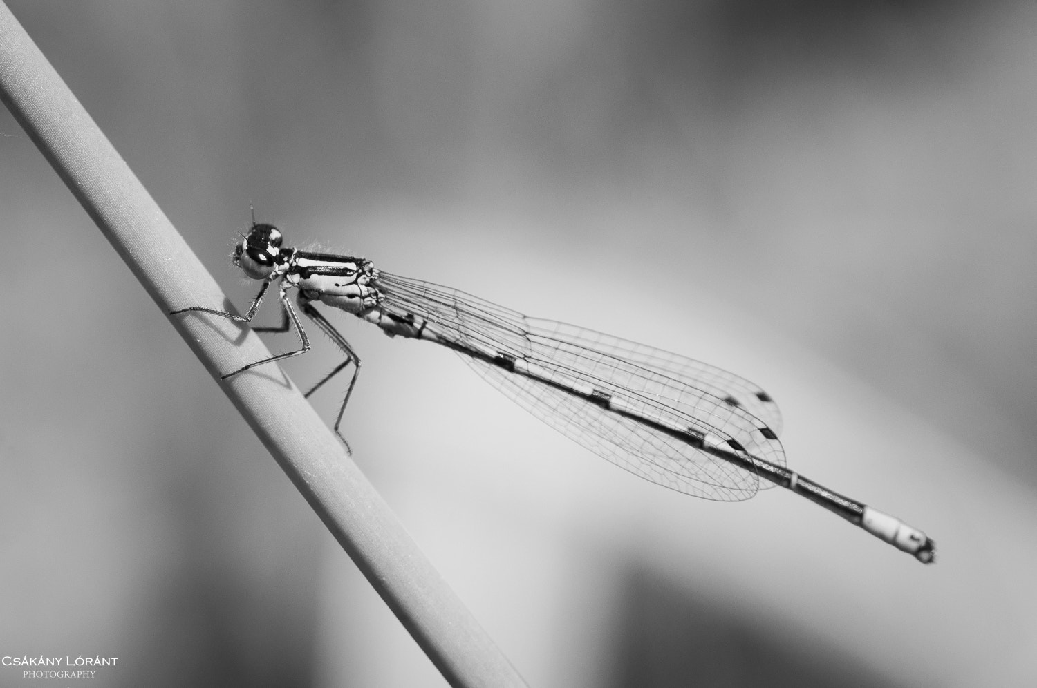Sigma 105mm F2.8 EX DG OS HSM sample photo. Dragonfly bw photography