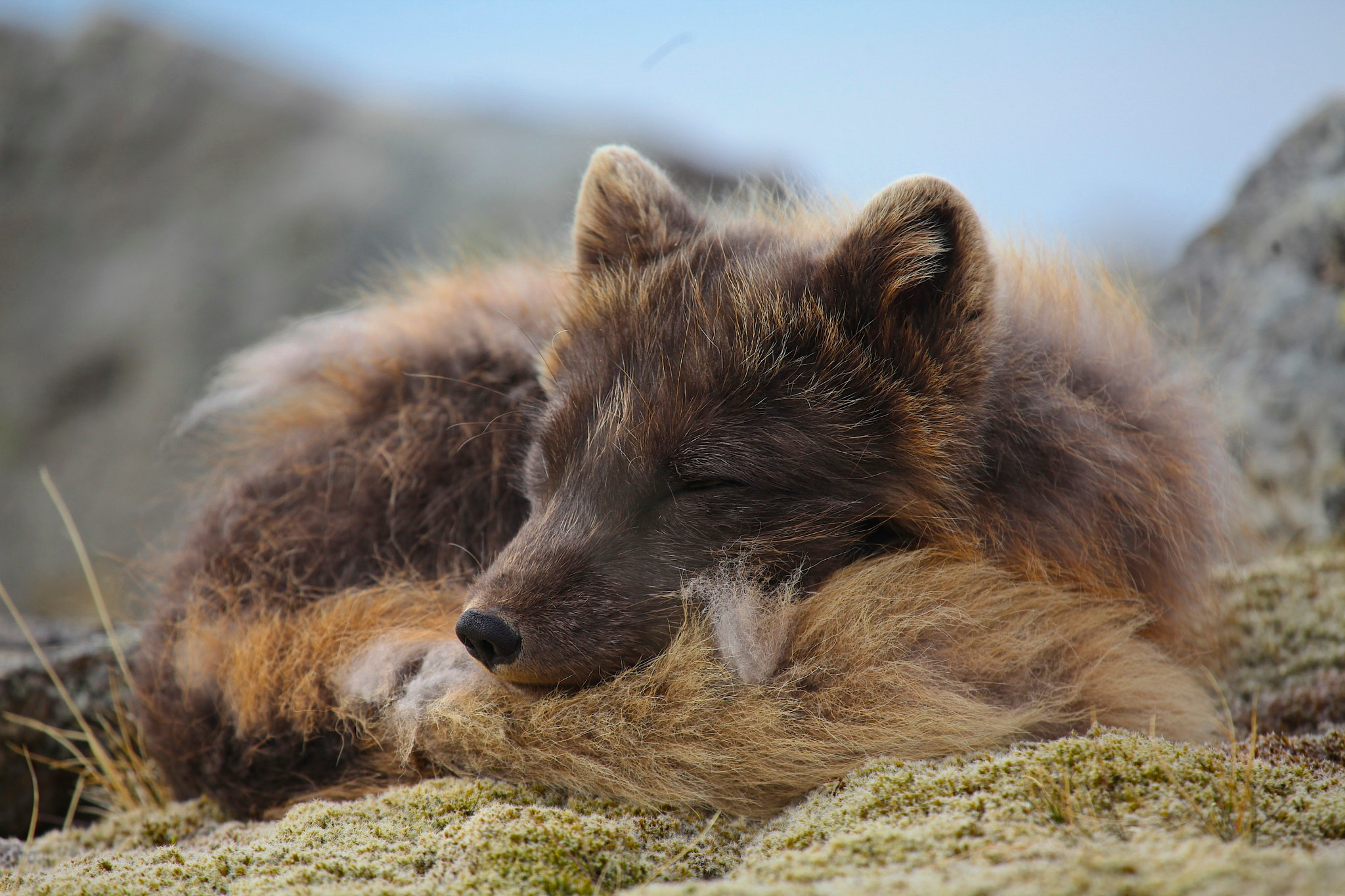 Canon EF 100-400mm F4.5-5.6L IS USM sample photo. Resting arctic fox photography