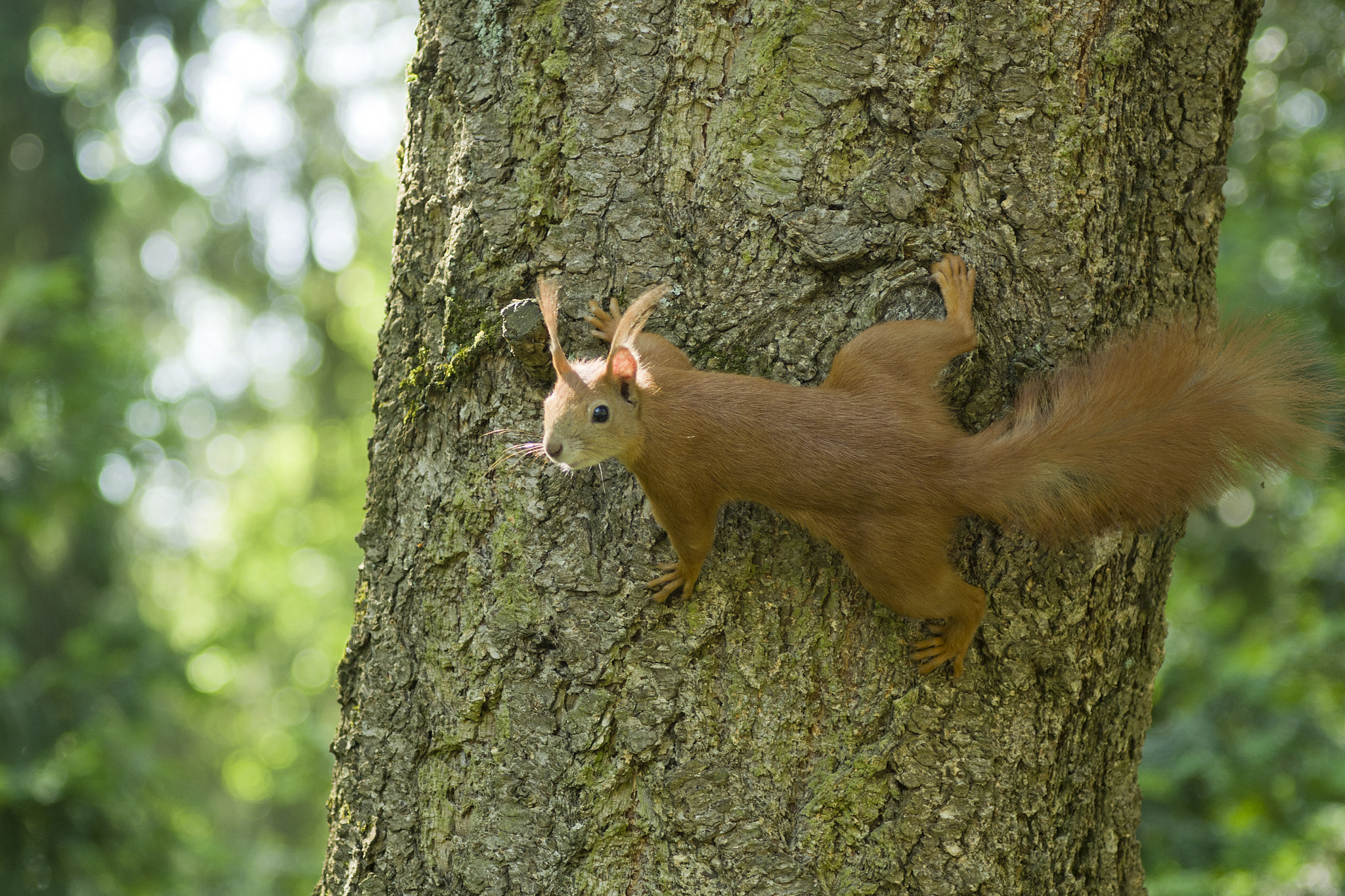 Pentax K-5 + PENTAX-F 70-200mm F4-5.6 sample photo. Red squirrel (sciurus vulgaris) photography