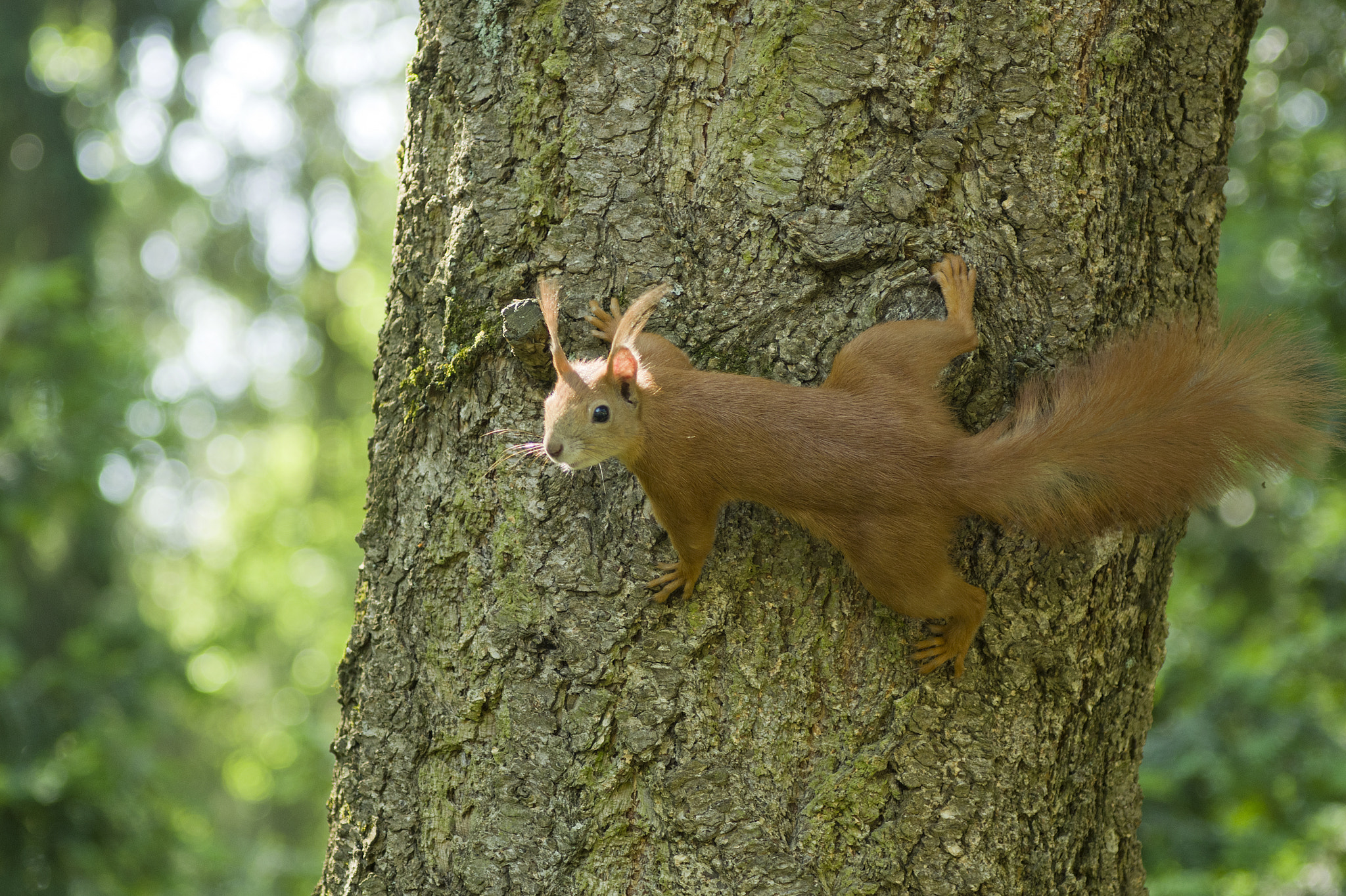 PENTAX-F 70-200mm F4-5.6 sample photo. Red squirrel (sciurus vulgaris) photography