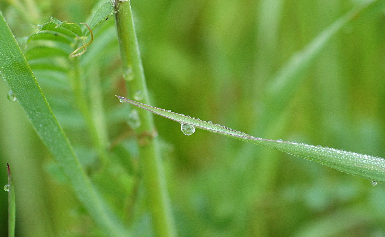 Nikon D70s + Sigma Macro 90mm F2.8 sample photo. A photography
