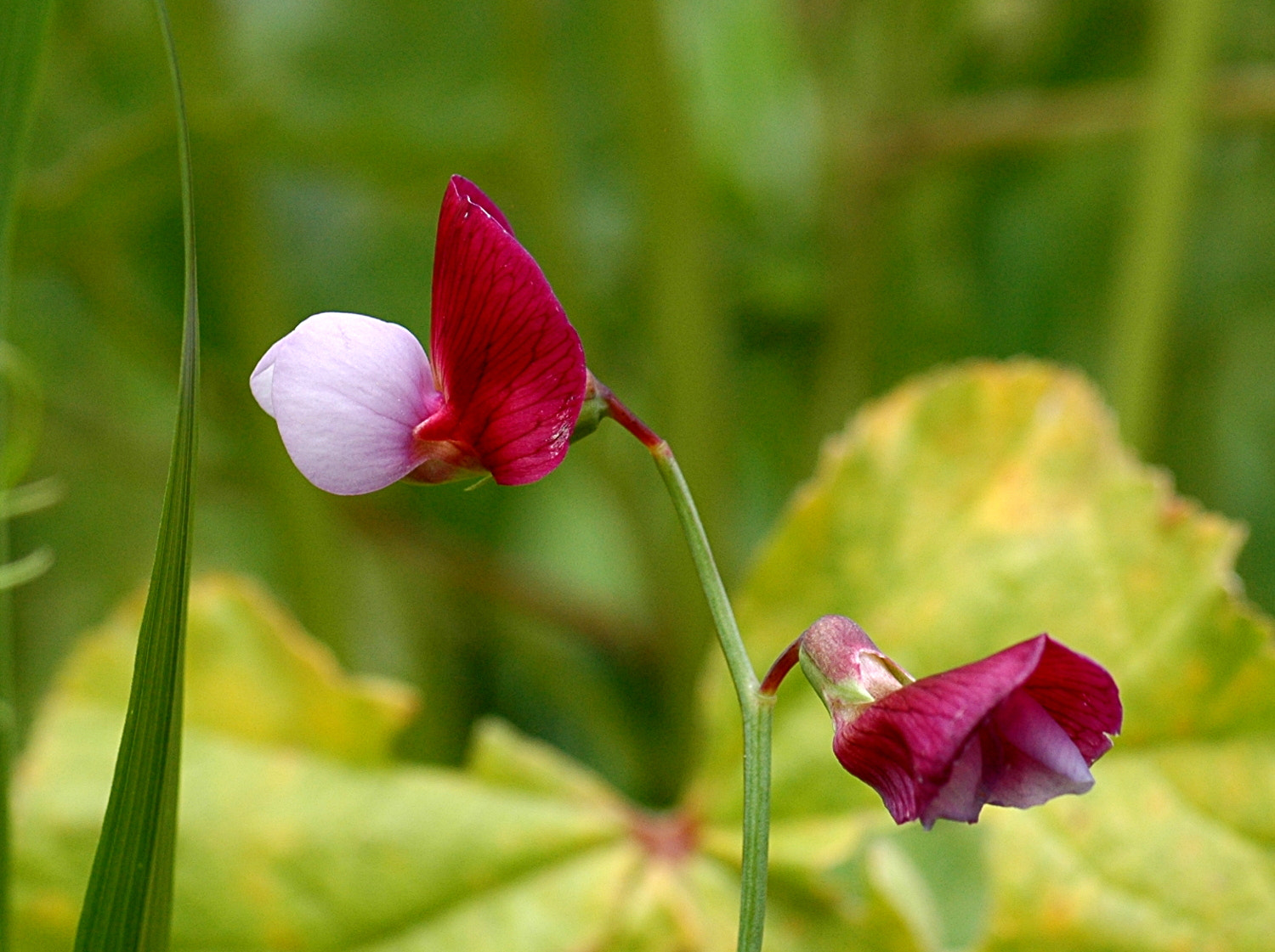 Nikon D70s + Sigma Macro 90mm F2.8 sample photo. A photography
