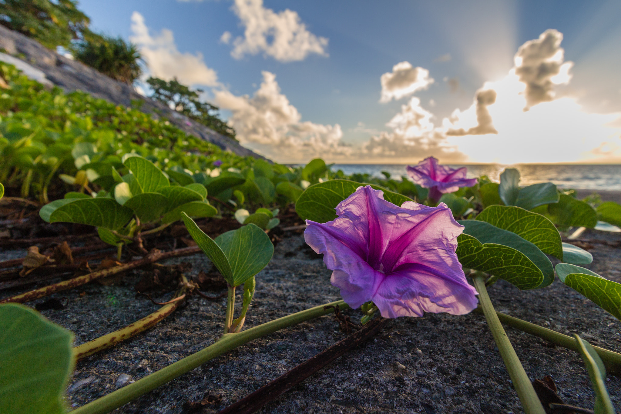 Canon EF-S 10-18mm F4.5–5.6 IS STM sample photo. Morning grow photography