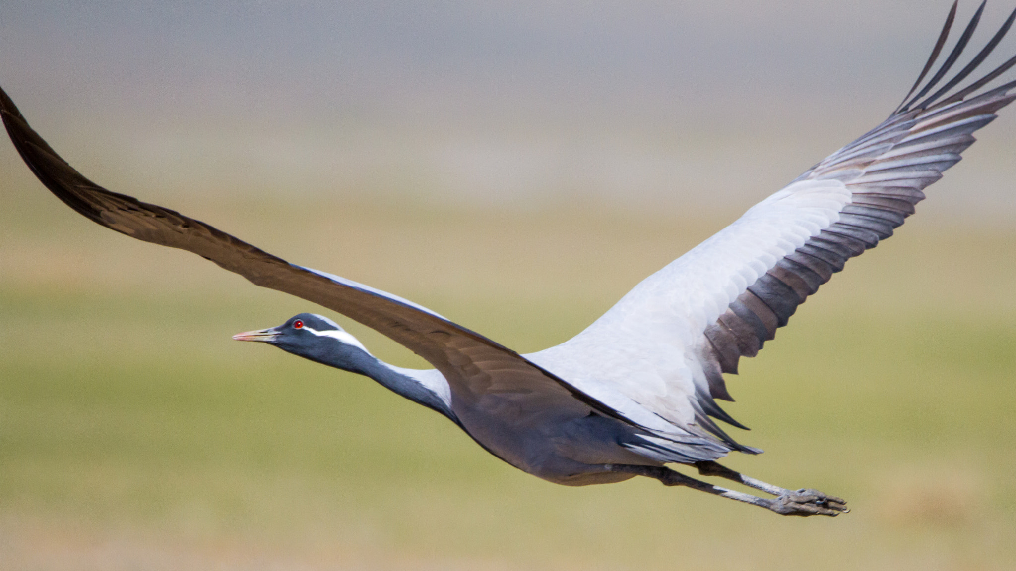 Sigma 150-600mm F5-6.3 DG OS HSM | C sample photo. Flying photography