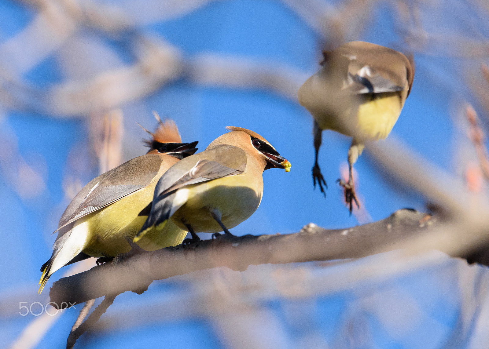 Nikon AF-S Nikkor 500mm F4E FL ED VR sample photo. Cedar waxwings photography