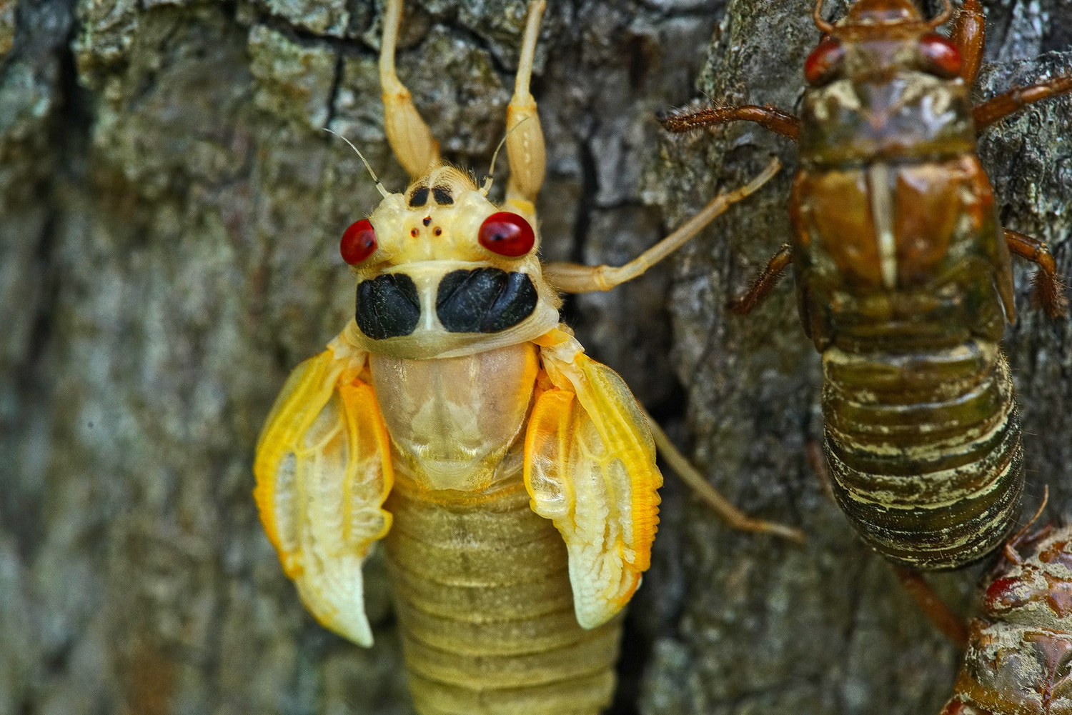 100mm F2.8 SSM sample photo. Cicada- still tiny wings photography