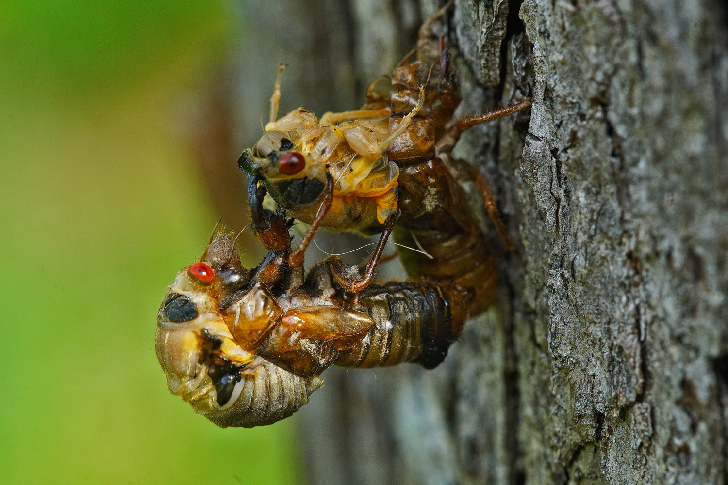 100mm F2.8 SSM sample photo. Cicadas helping each other escape photography