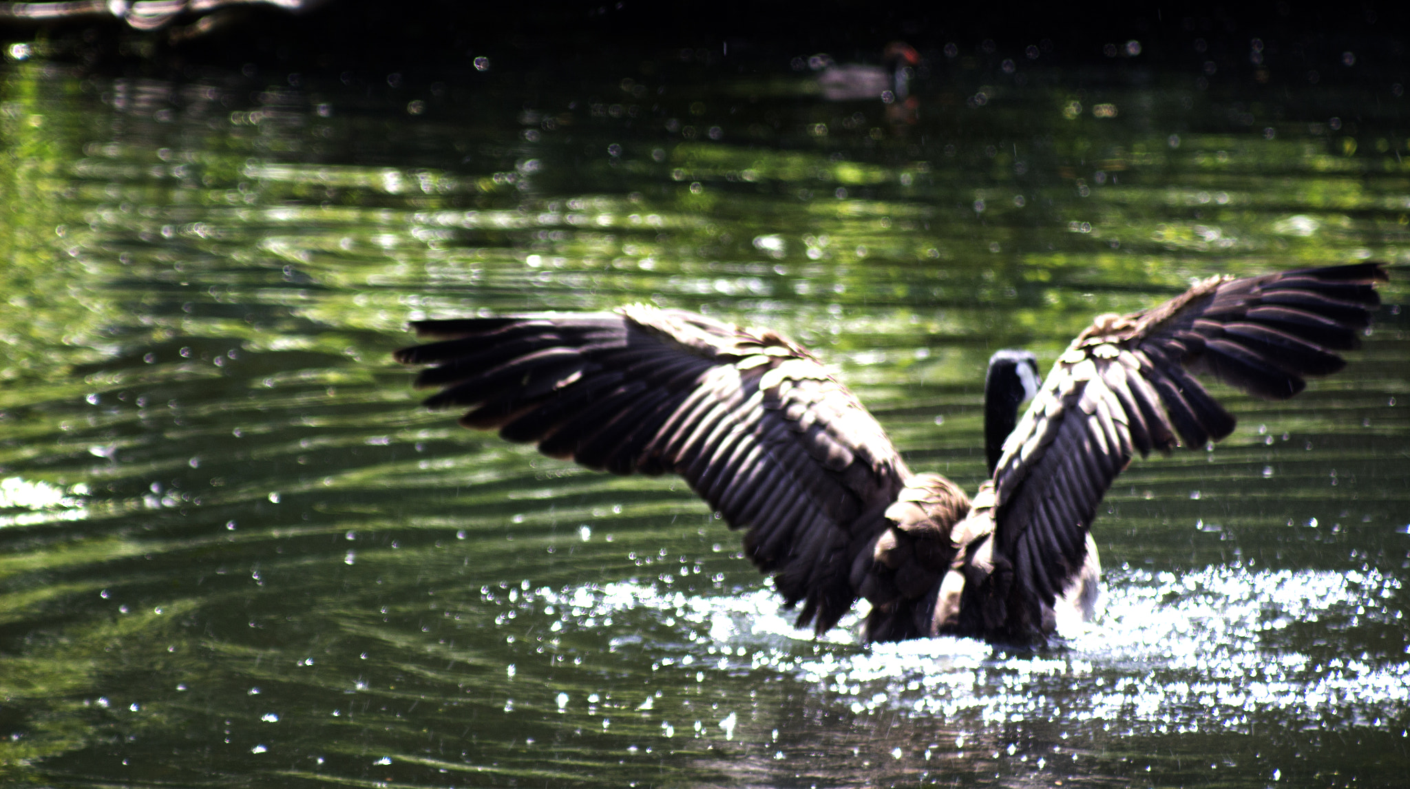 Canon EF 80-200mm F4.5-5.6 II sample photo. Wings photography