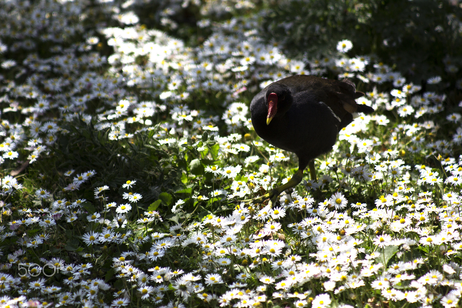 Canon EF 80-200mm F4.5-5.6 II sample photo. Daisy bird photography