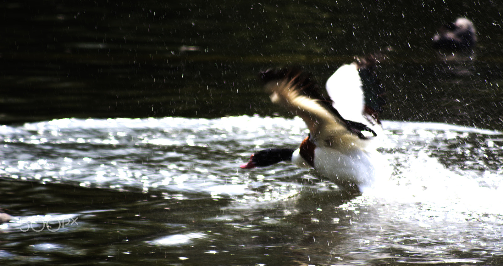 Canon EF 80-200mm F4.5-5.6 II sample photo. Splash photography