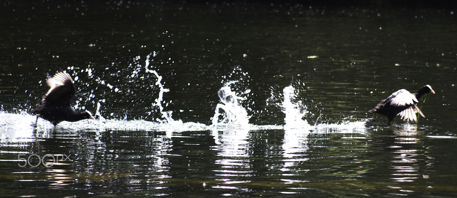 Canon EF 80-200mm F4.5-5.6 II sample photo. Chase photography