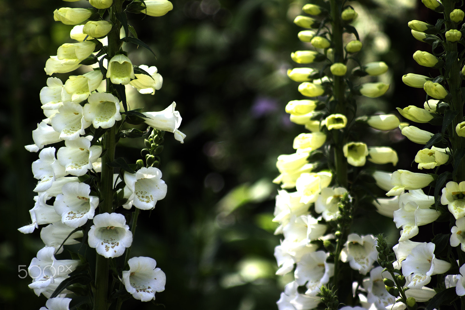 Canon EF 80-200mm F4.5-5.6 II sample photo. Petals photography