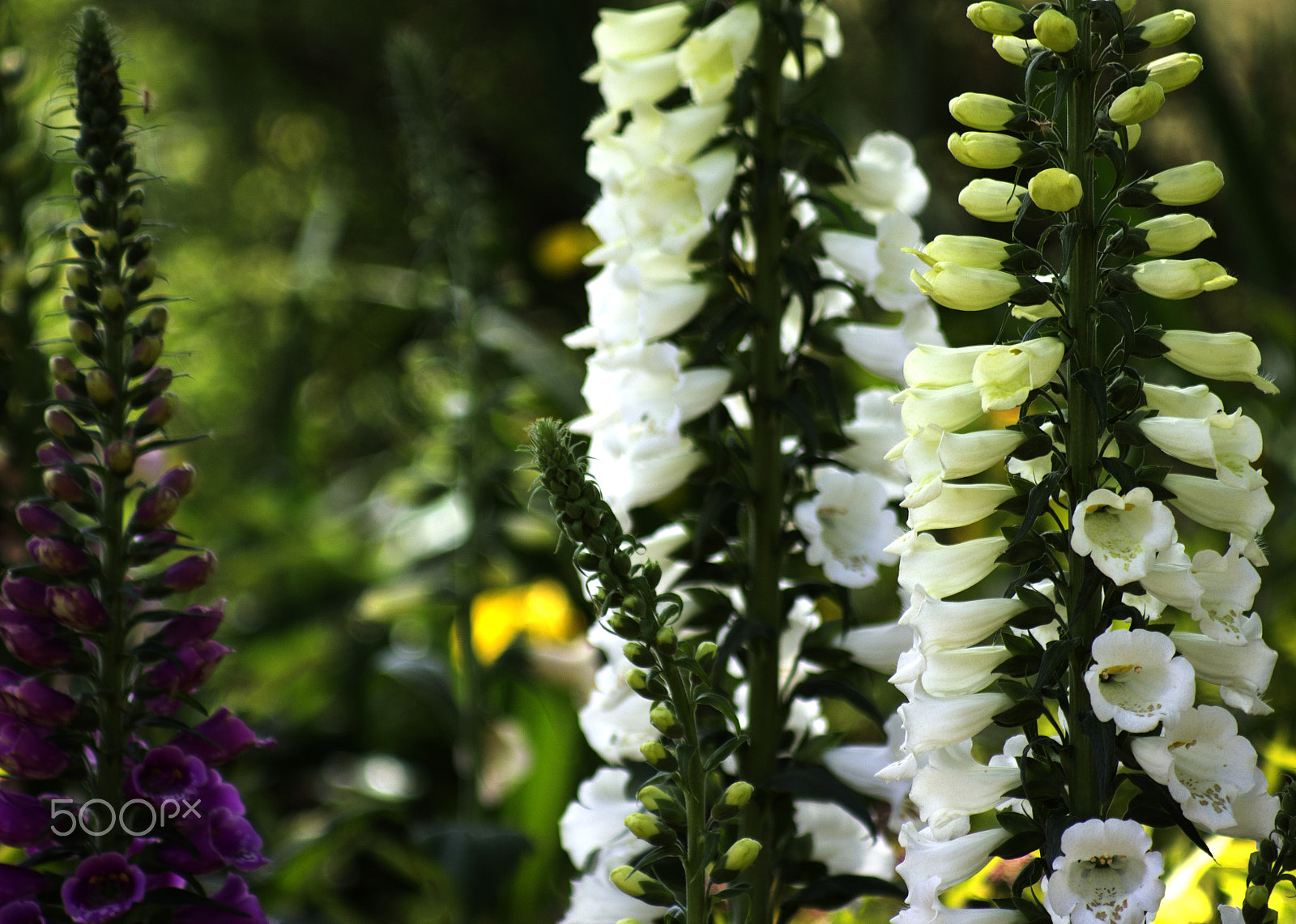Canon EF 80-200mm F4.5-5.6 II sample photo. Petals photography