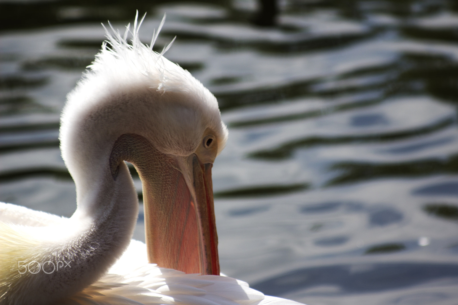 Canon EF 80-200mm F4.5-5.6 II sample photo. Pelican photography