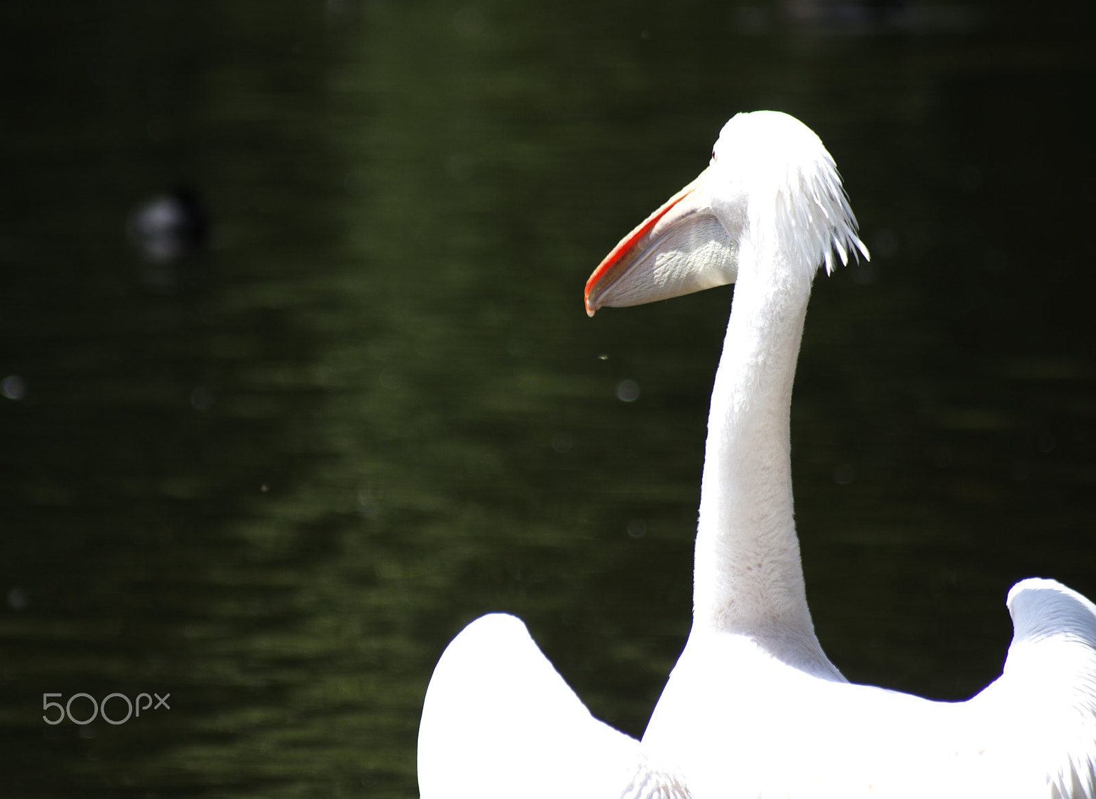 Canon EF 80-200mm F4.5-5.6 II sample photo. Pelican photography