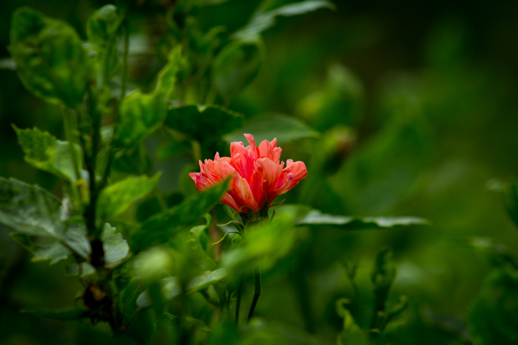 Canon EF 75-300mm f/4-5.6 USM sample photo. Its nature photography