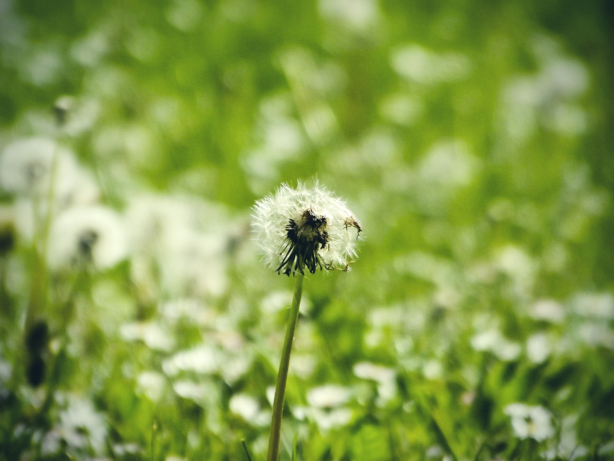 Fujifilm FinePix S4080 sample photo. Damaged dandelion in a field photography