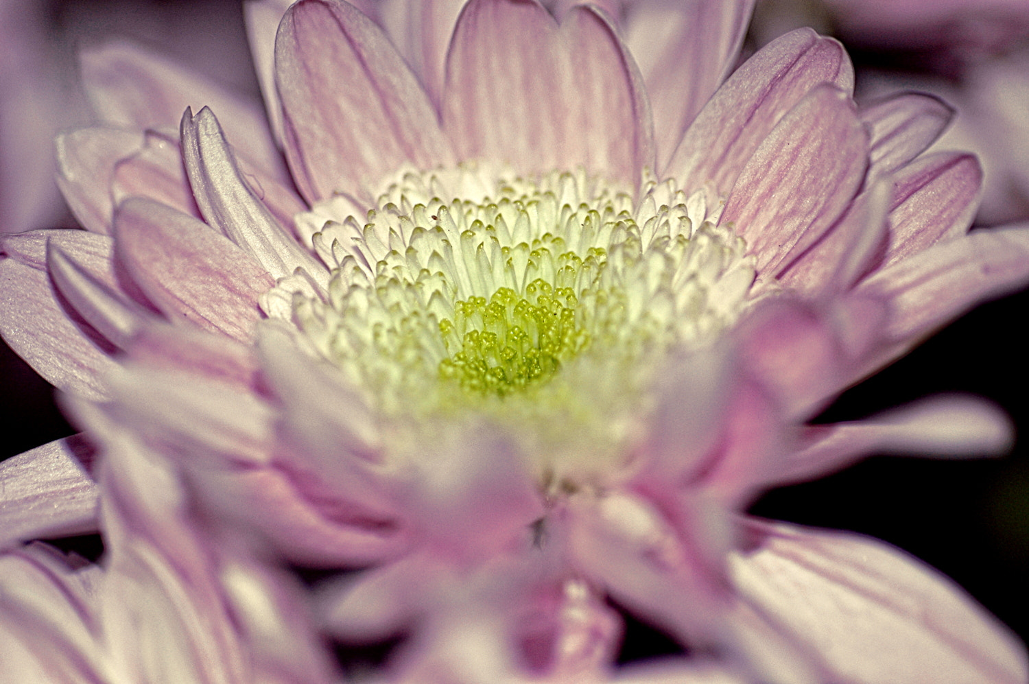 Nikon D70s + Sigma Macro 90mm F2.8 sample photo. A photography