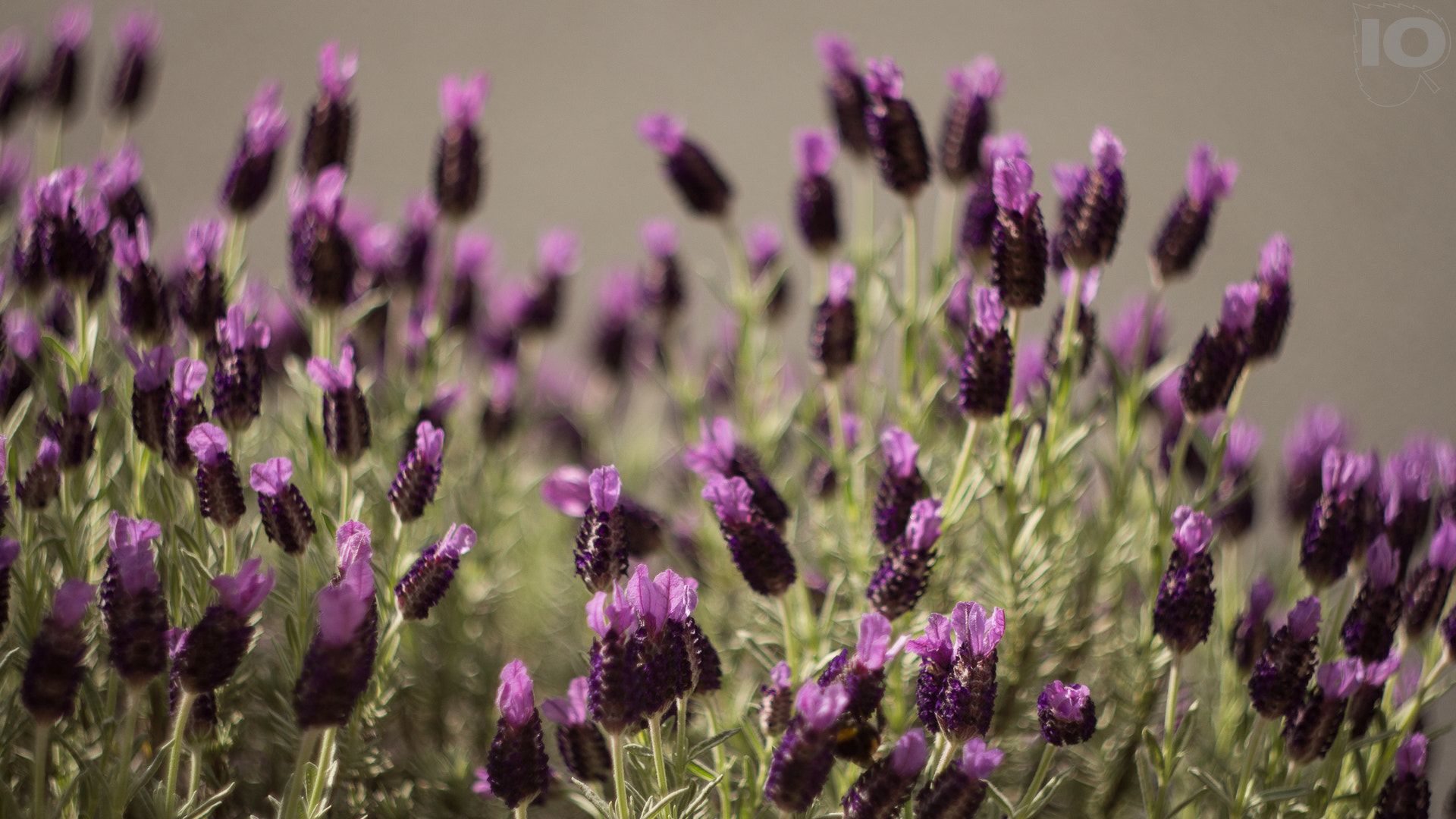 Canon EF 35-80mm f/4-5.6 sample photo. лаванда photography