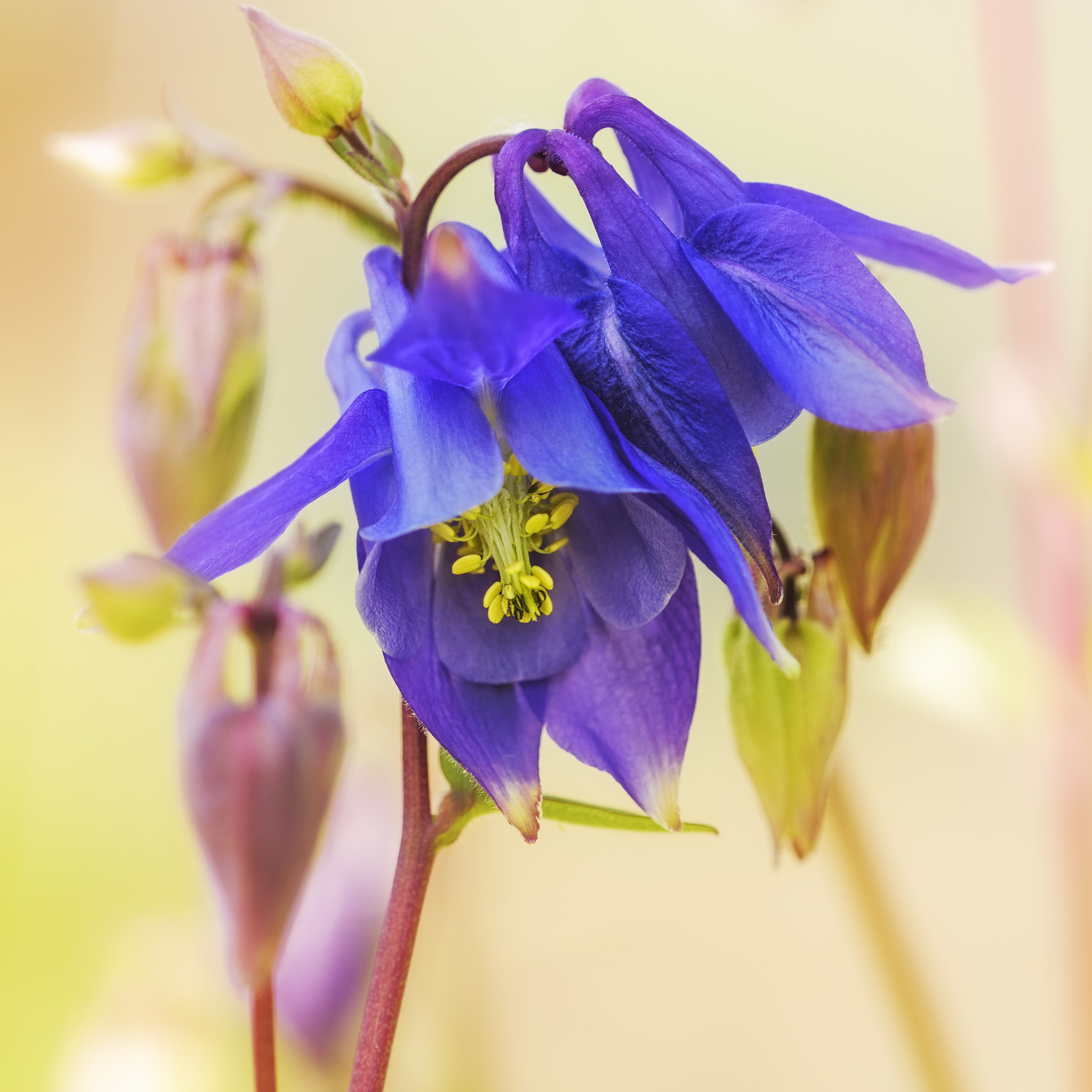 Nikon D810 + Nikon AF Micro-Nikkor 200mm F4D ED-IF sample photo. Aquilegia photography