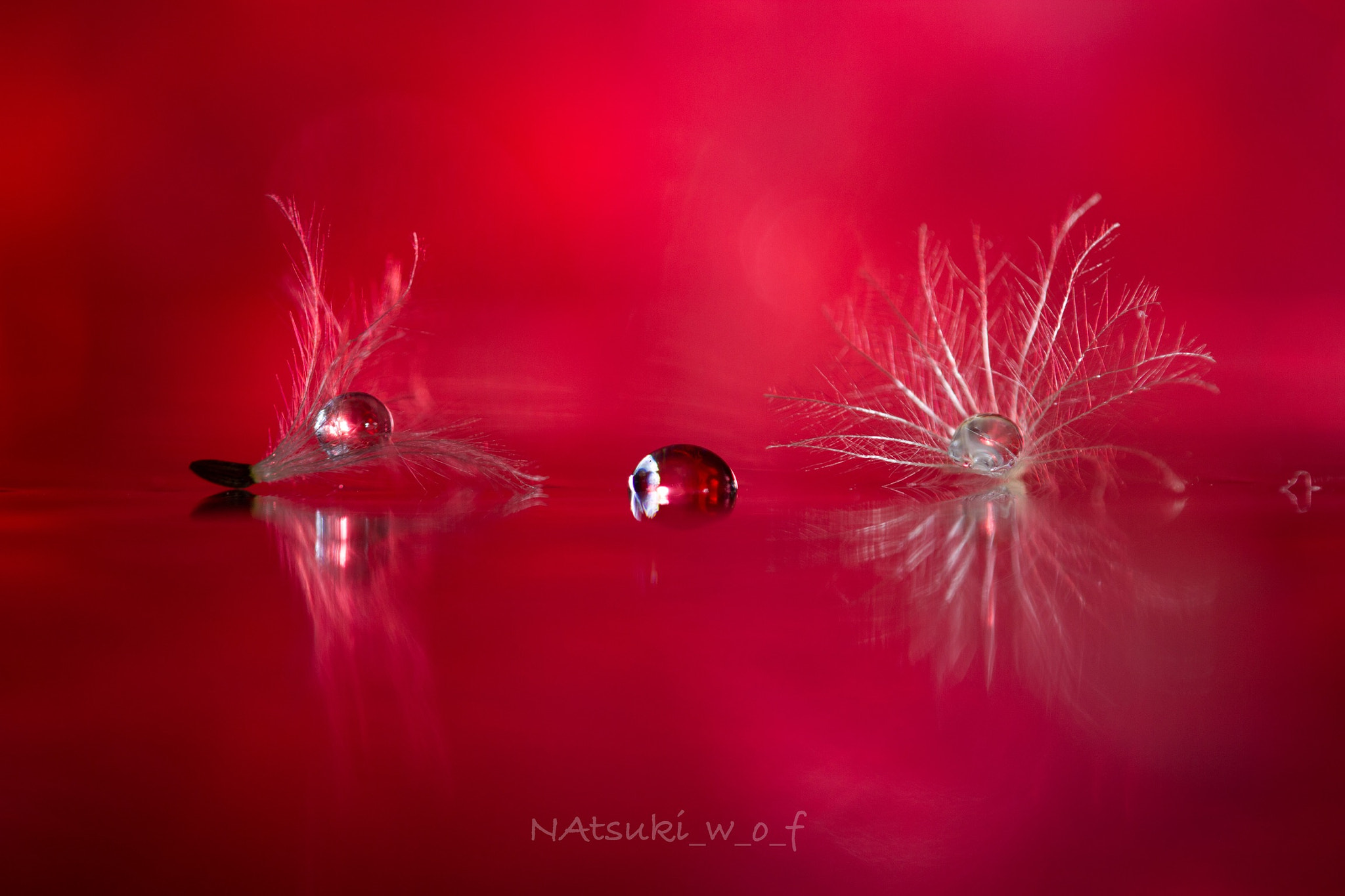 Tamron SP AF 180mm F3.5 Di LD (IF) Macro sample photo. Fantasy world photography