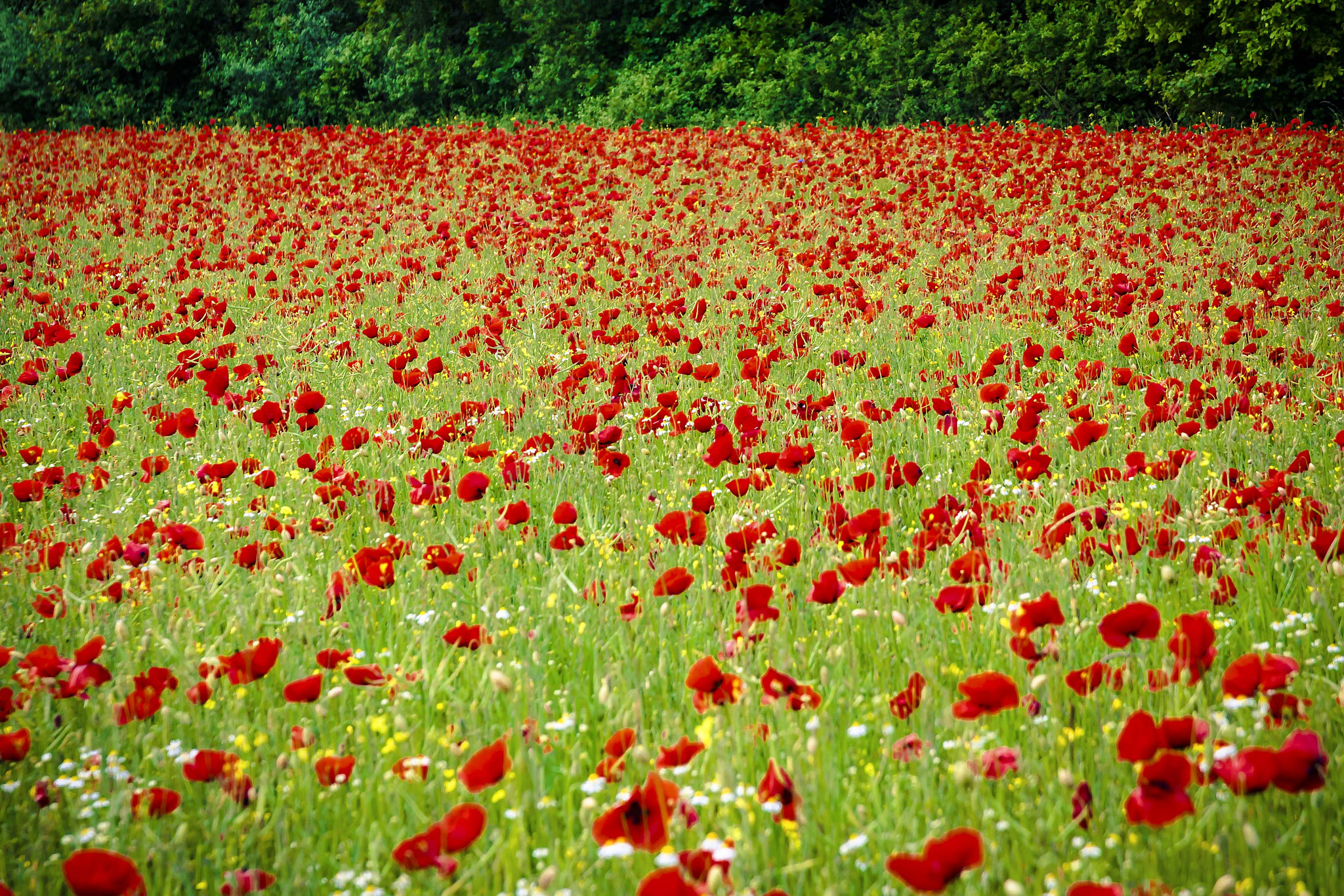 Sigma 17-70mm F2.8-4 DC Macro OS HSM sample photo. Poppyfield photography