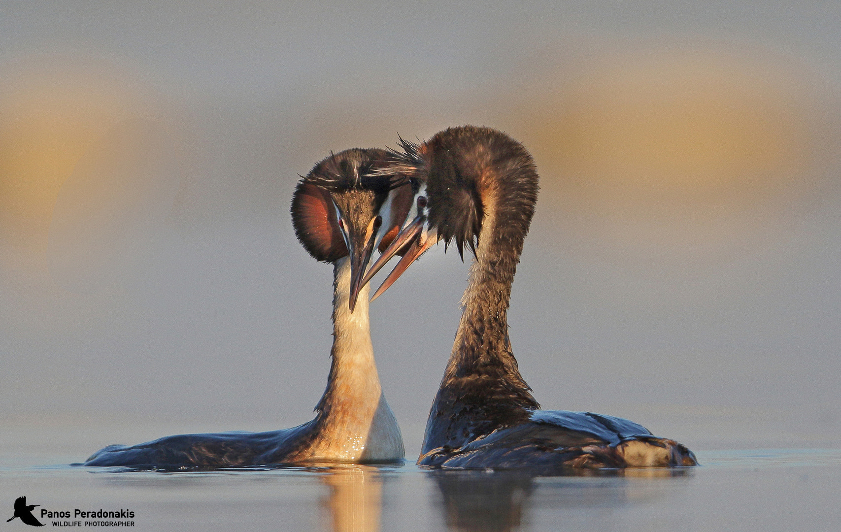 Canon EF 600mm F4L IS II USM sample photo. Great crested grebe podiceps cristatus Σκουφοβουτηχτάρι photography