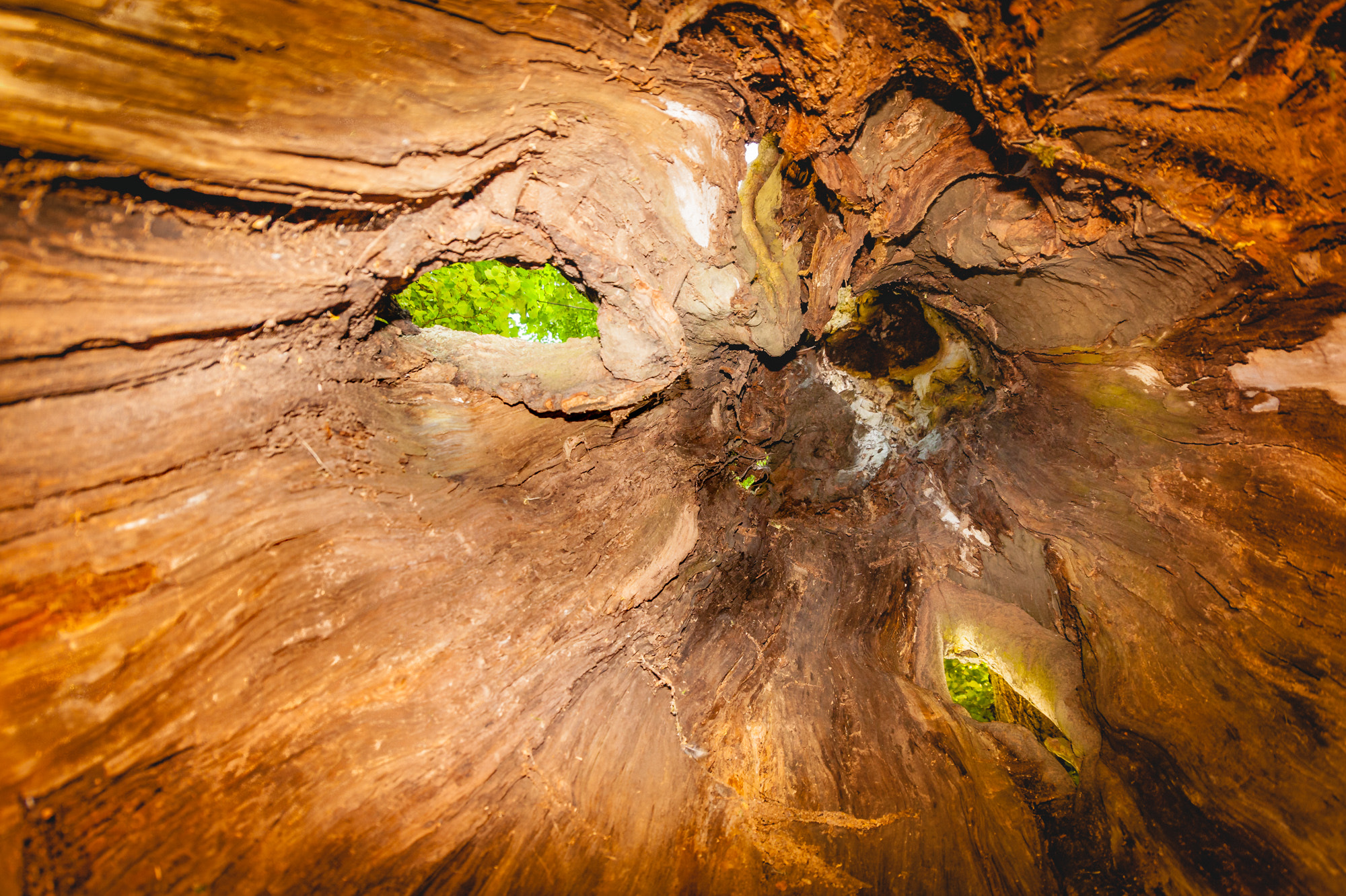Sigma 18-250mm F3.5-6.3 DC OS HSM sample photo. Inside the tree photography